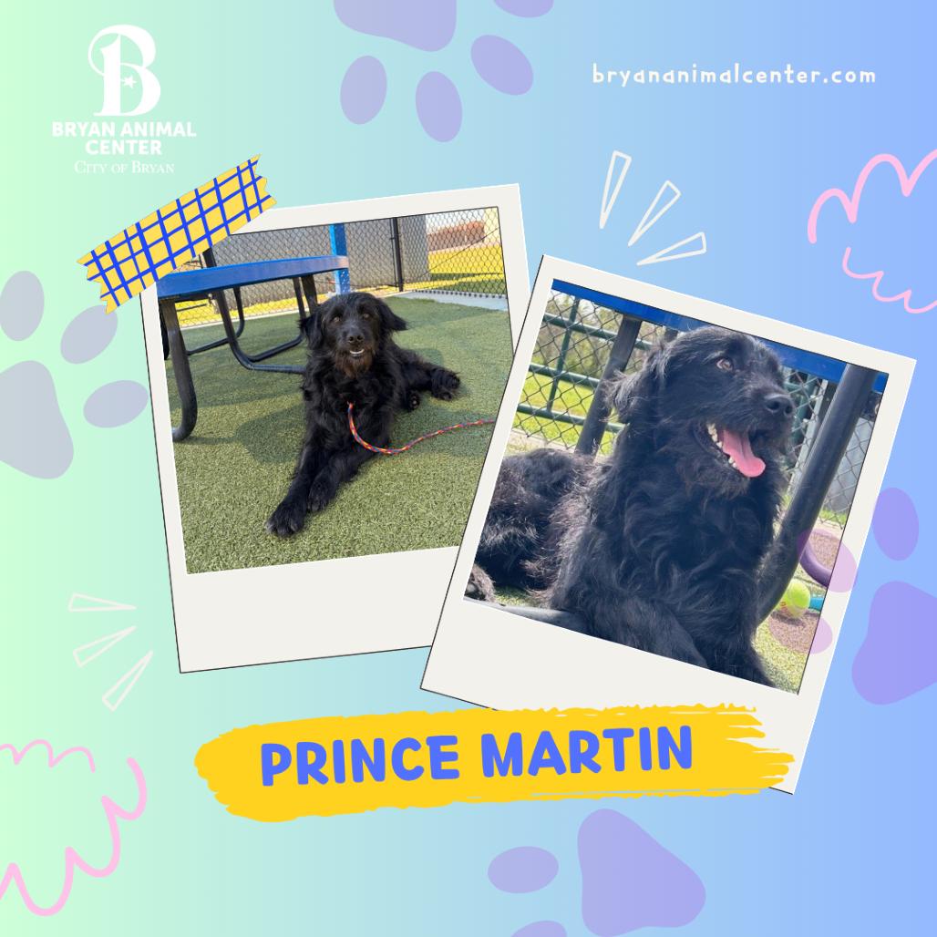 Enlarge Prince Martin, a Adoptable mixed breed in Bryan, TX image 4/6