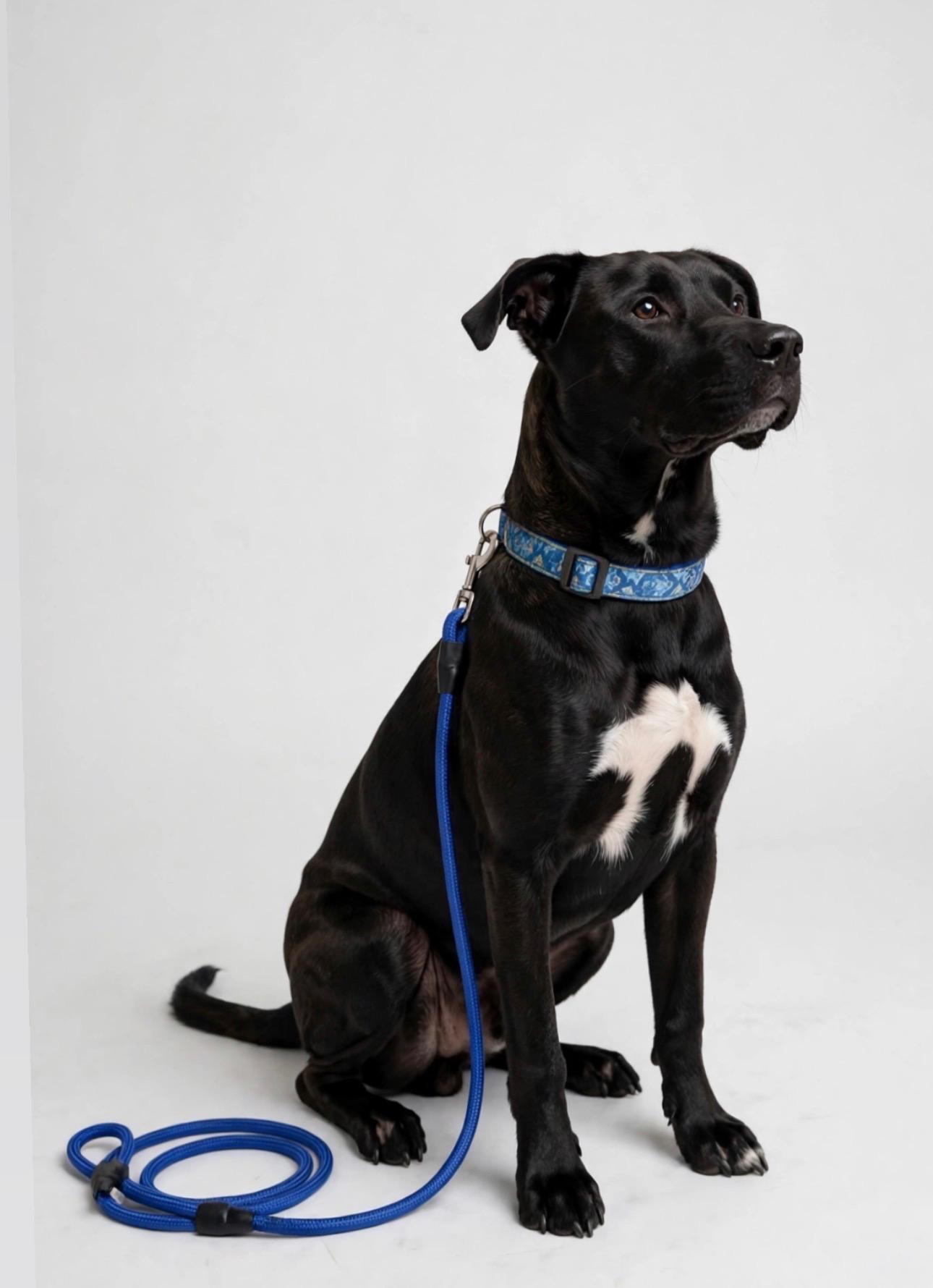 Enlarge OCTANE, a Adoptable Black Labrador Retriever in Ogden , UT image 2/6