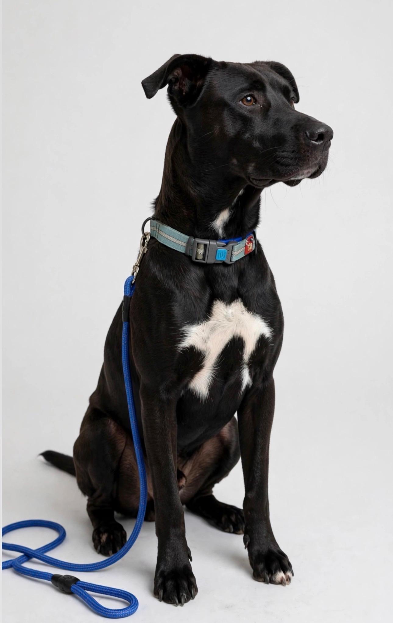Enlarge OCTANE, a Adoptable Black Labrador Retriever in Ogden , UT image 3/6