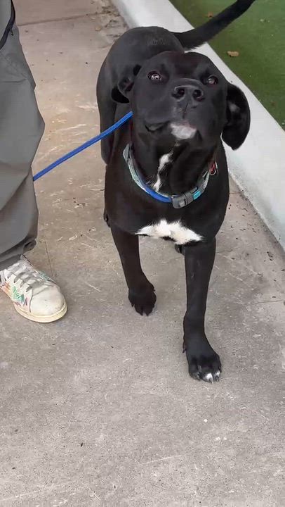 Enlarge OCTANE, a Adoptable Black Labrador Retriever in Ogden , UT video 6/6