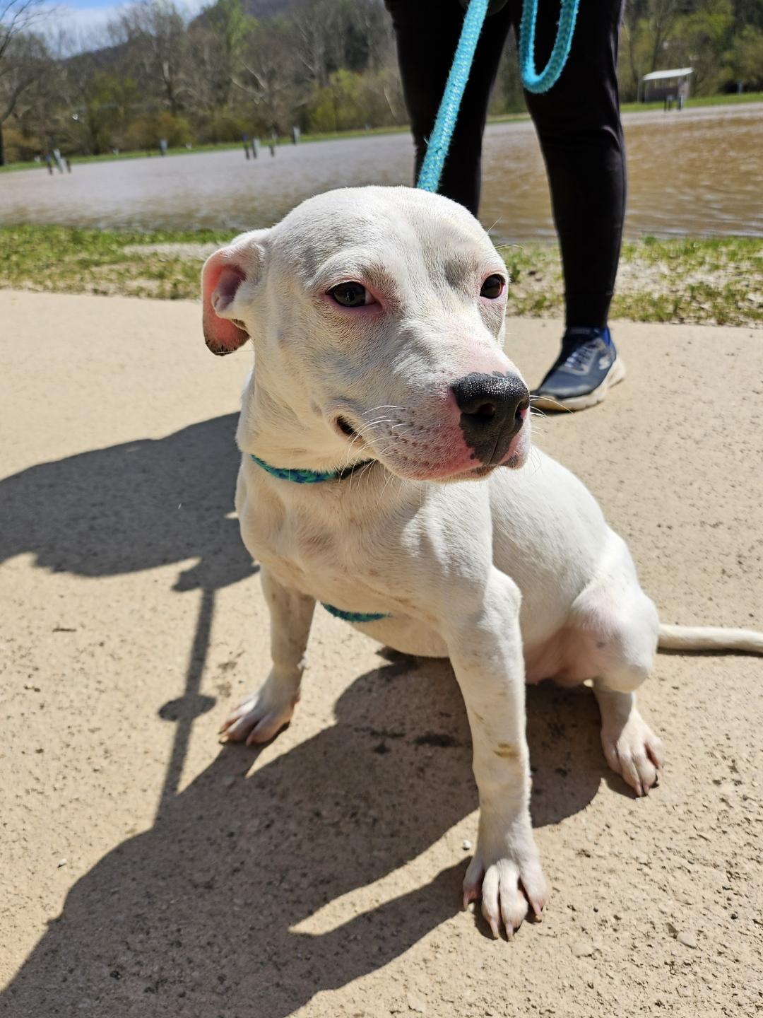 Enlarge Bowie, a Adoptable Great Dane in New Martinsville, WV image 2/6