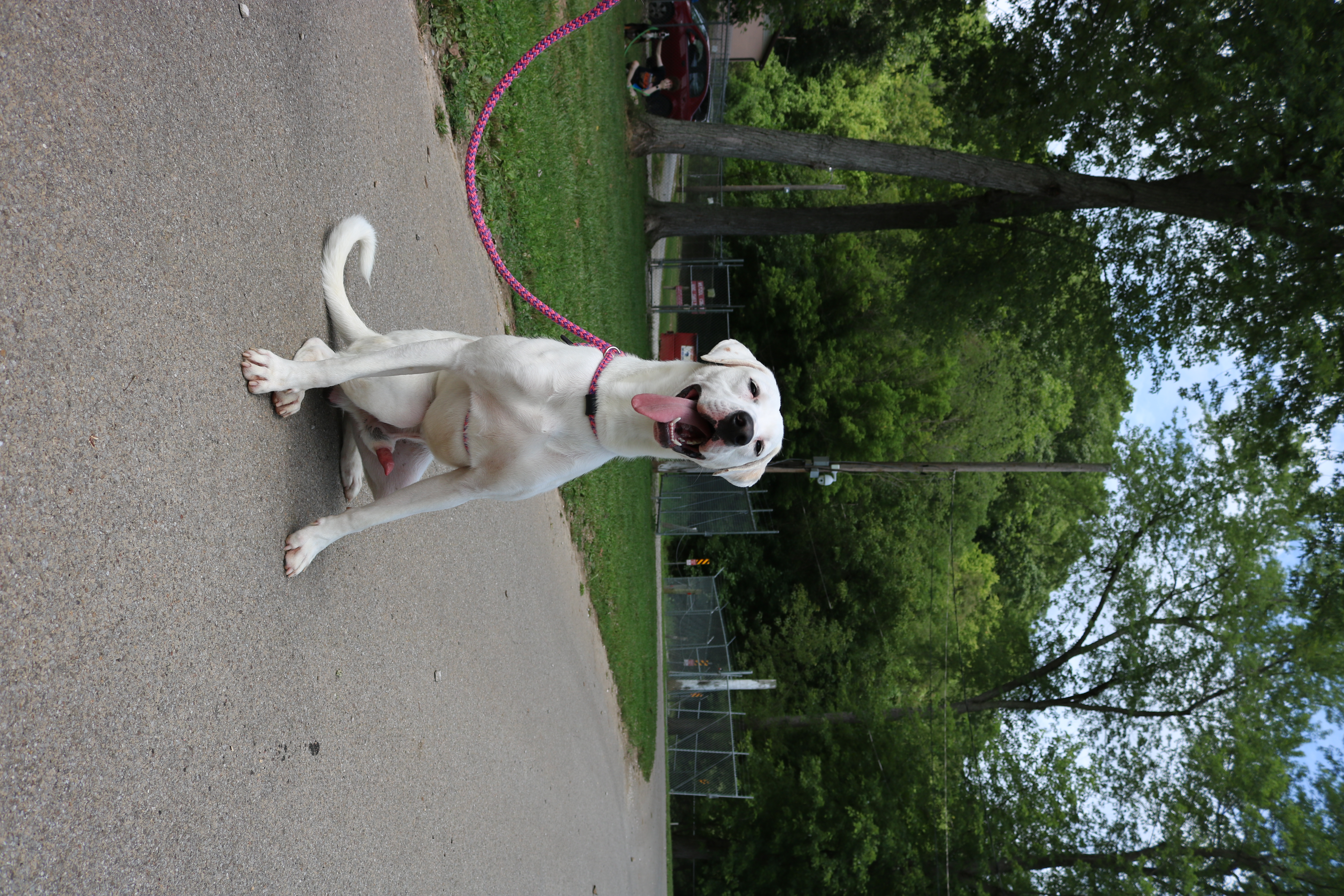 Enlarge Bowie, a Adoptable Great Dane in New Martinsville, WV image 6/6