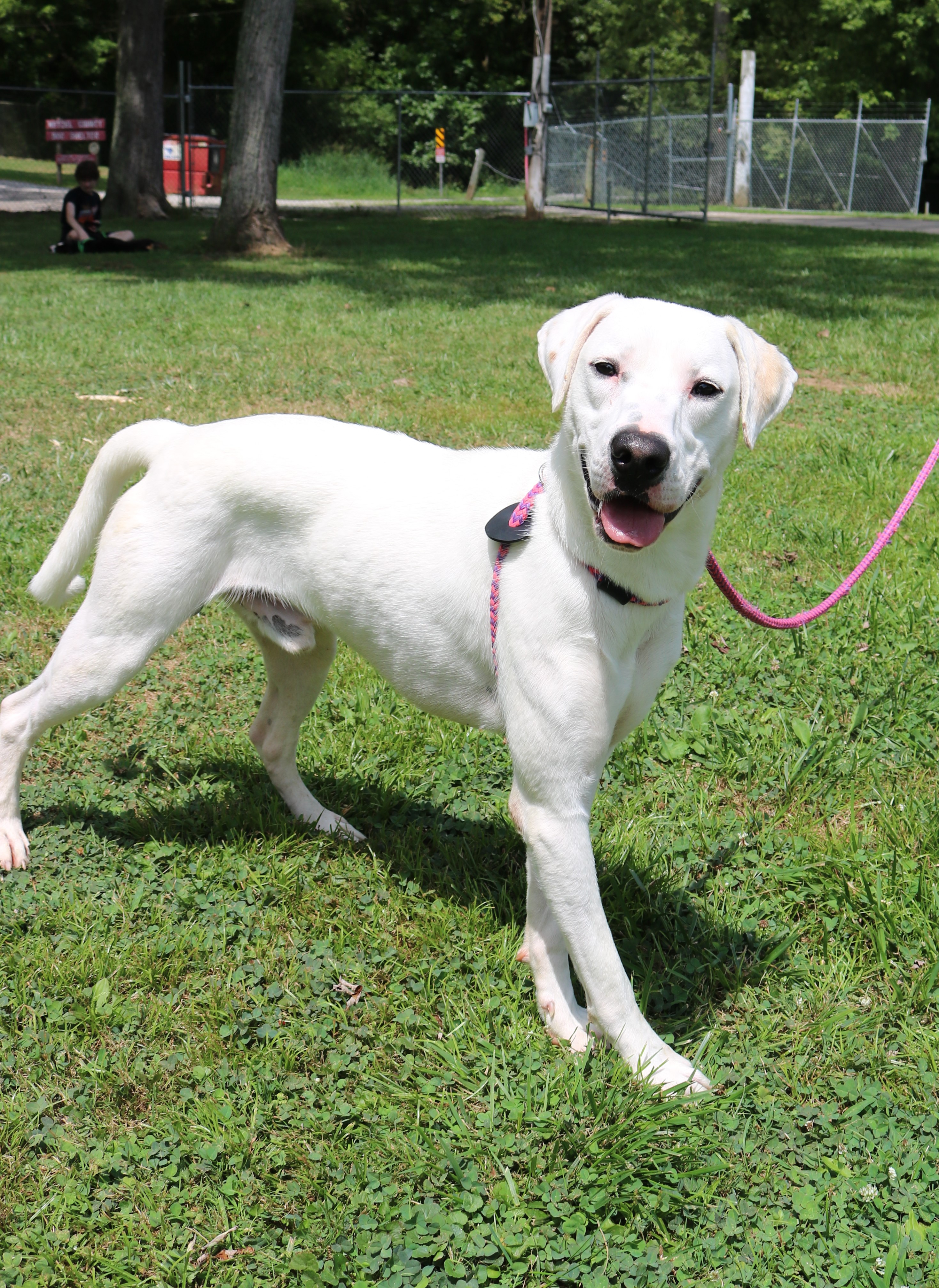 Bowie, Adult Male Great Dane