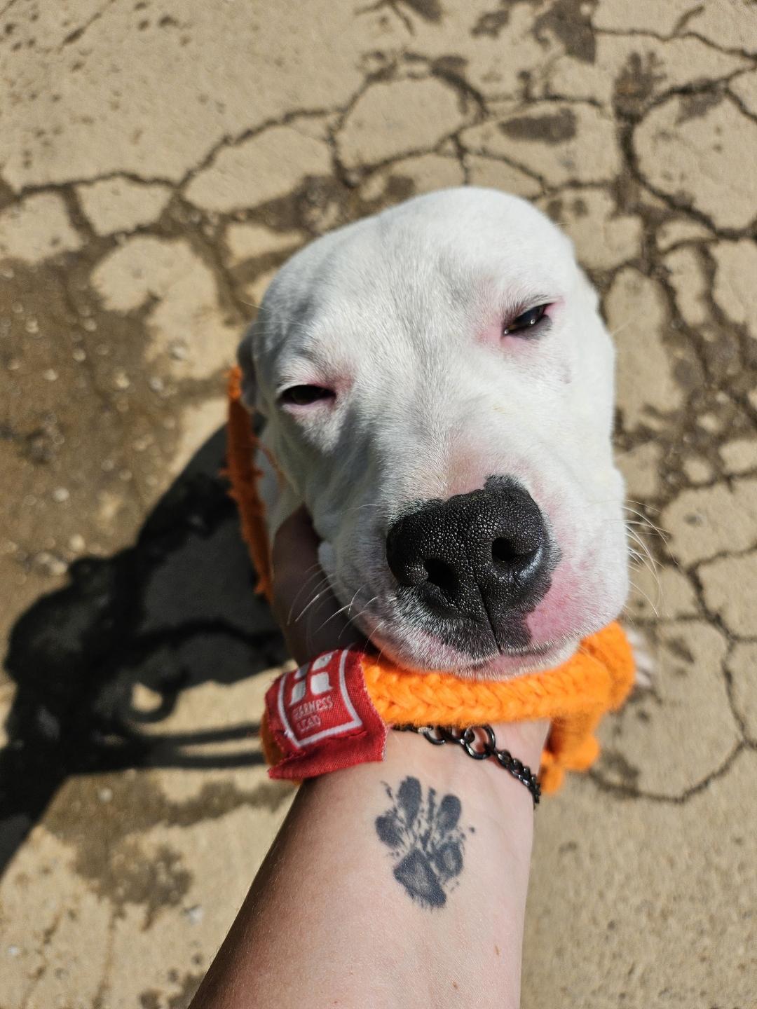 Enlarge Bowie, a Adoptable Great Dane in New Martinsville, WV image 4/6