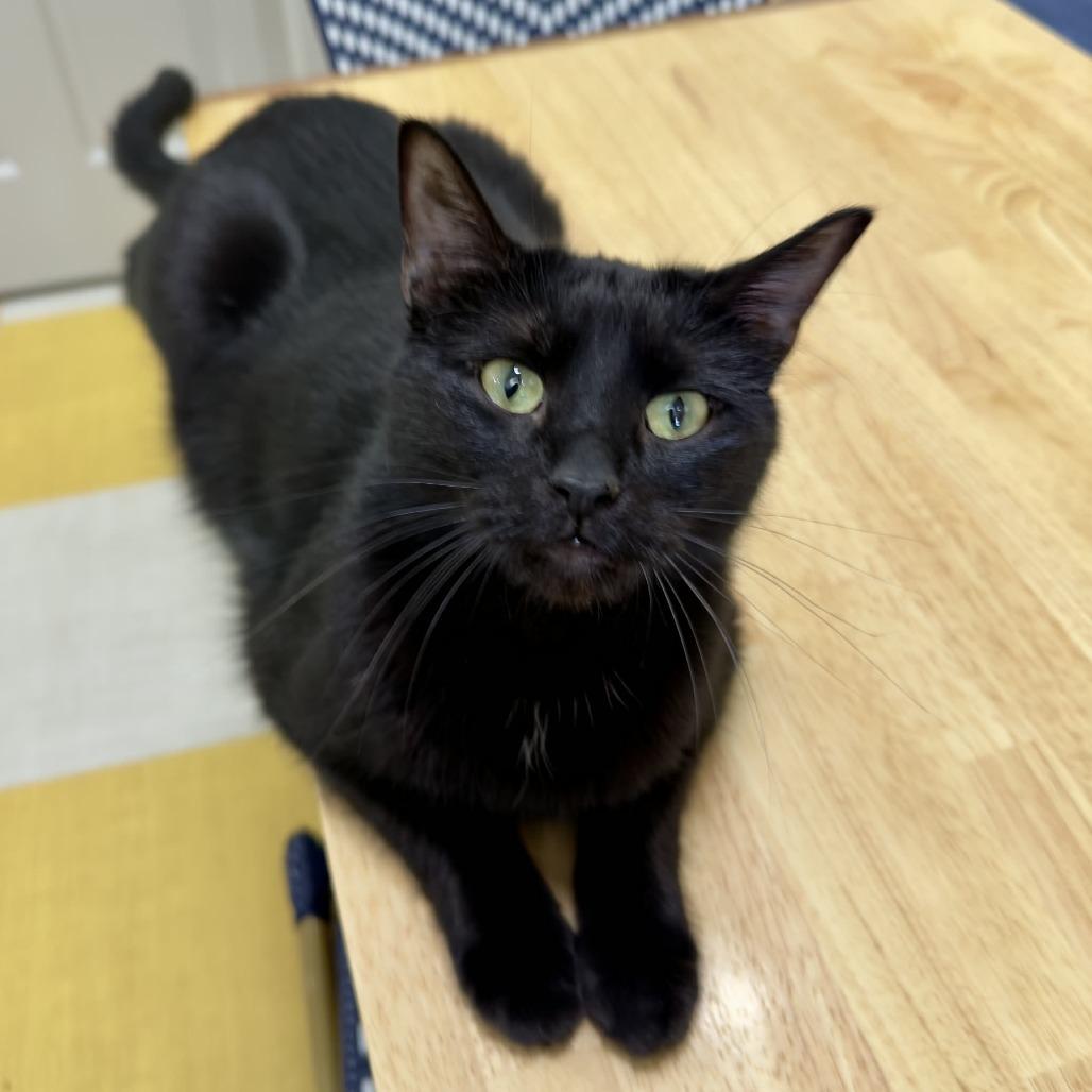 Mr D, Adoptable, Adult Male Domestic Short Hair.