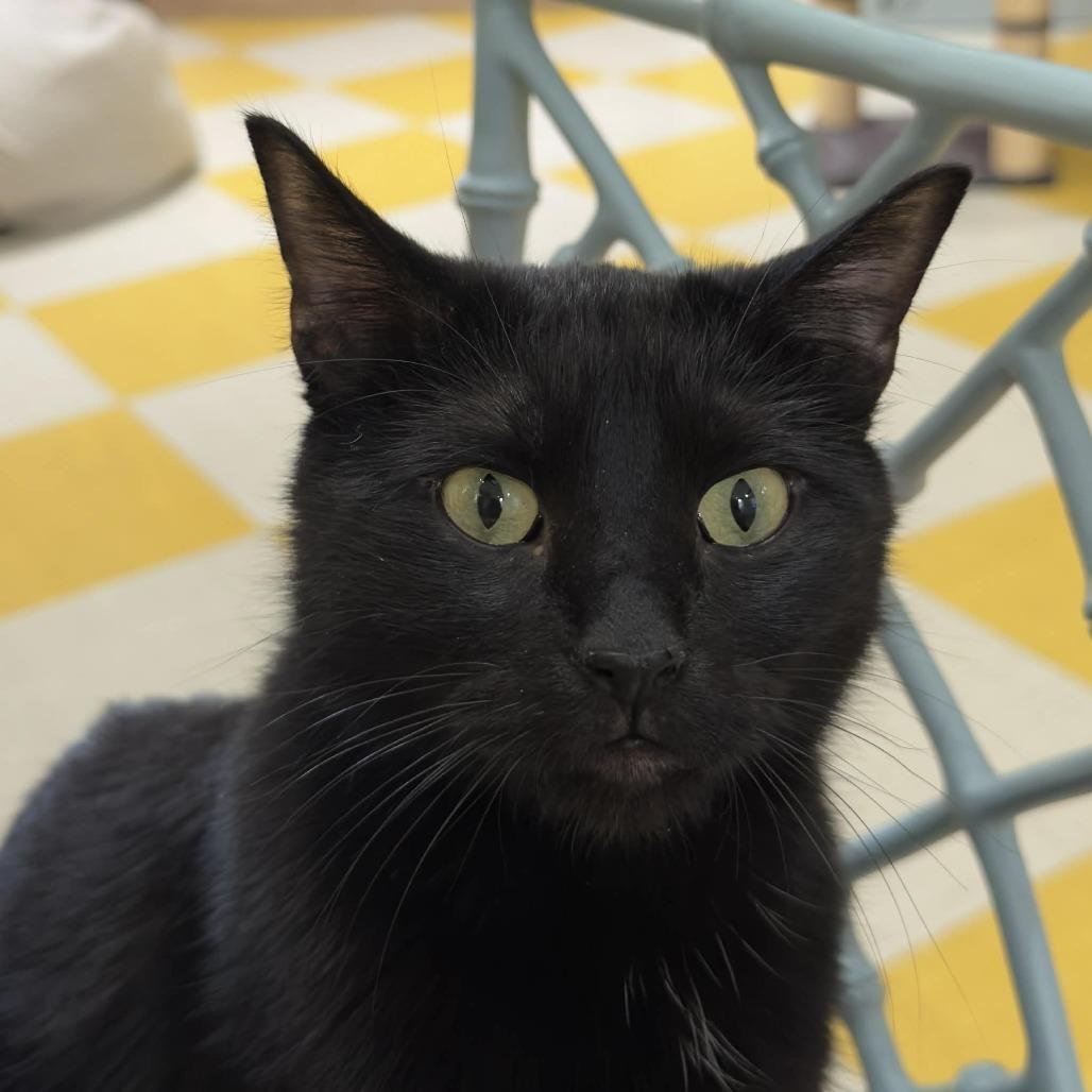 Enlarge Mr D, a Adoptable Domestic Short Hair in Wichita, KS image 2/3