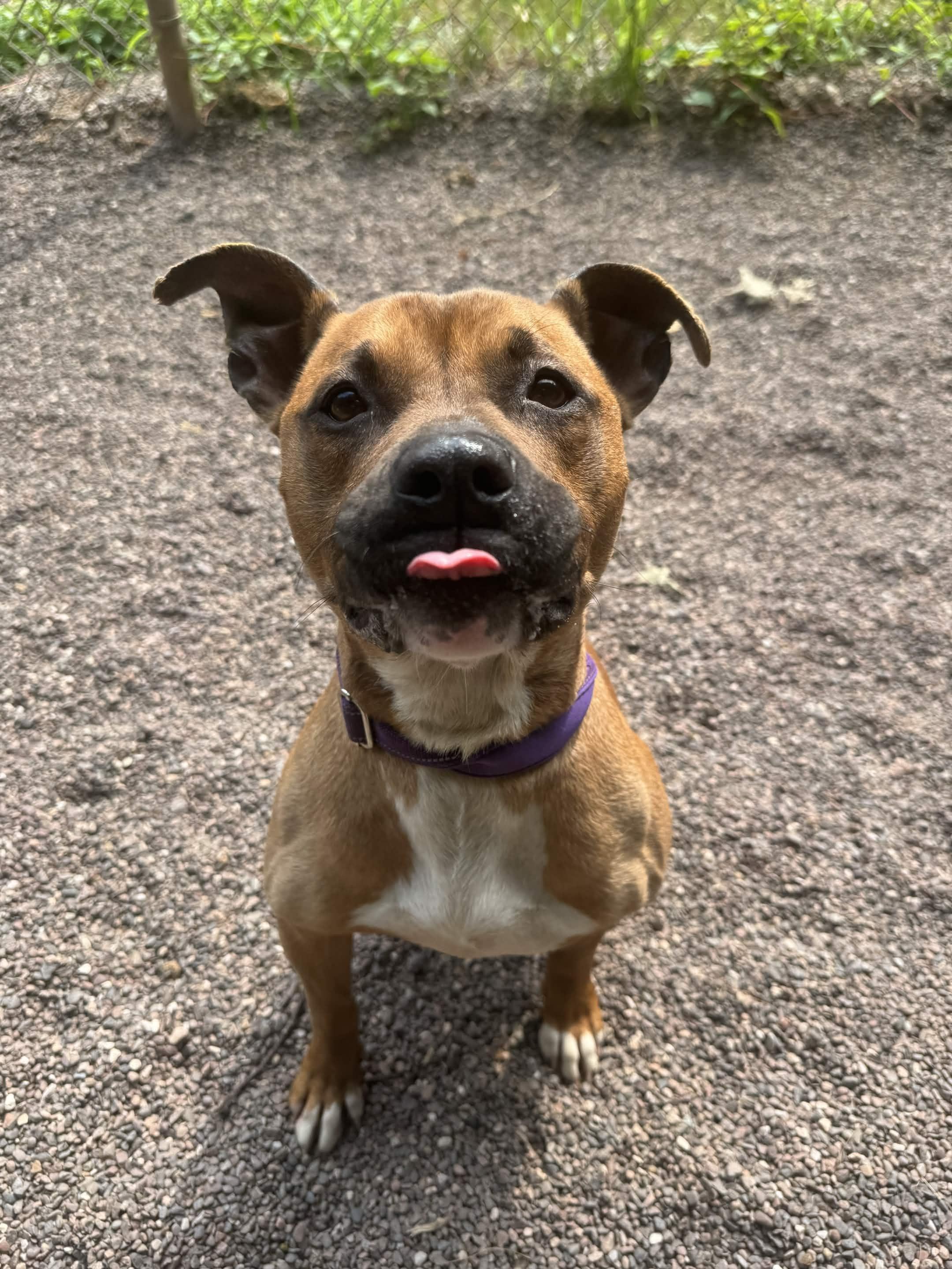 Brielle, a ADOPTABLE mixed breed in Houghton, MI image 3/4