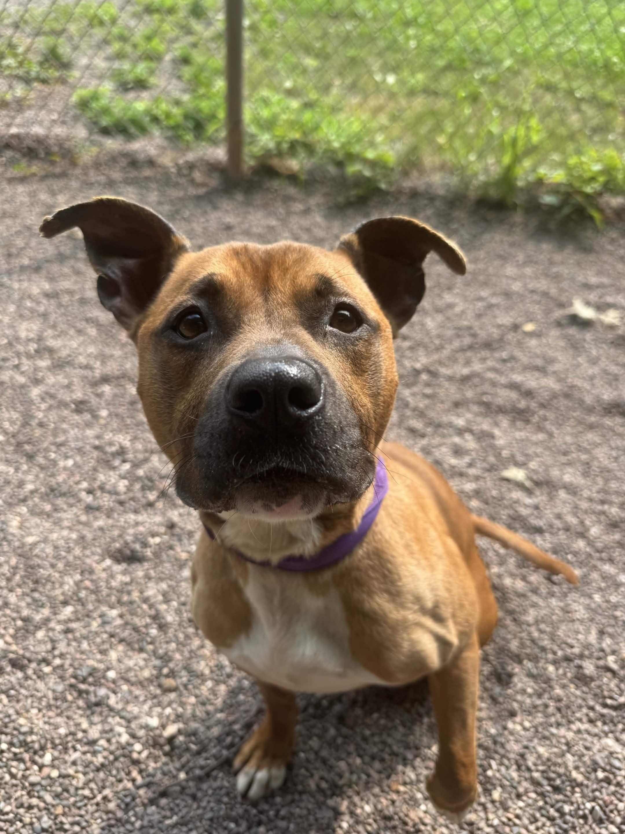 Brielle, a ADOPTABLE mixed breed in Houghton, MI image 1/4