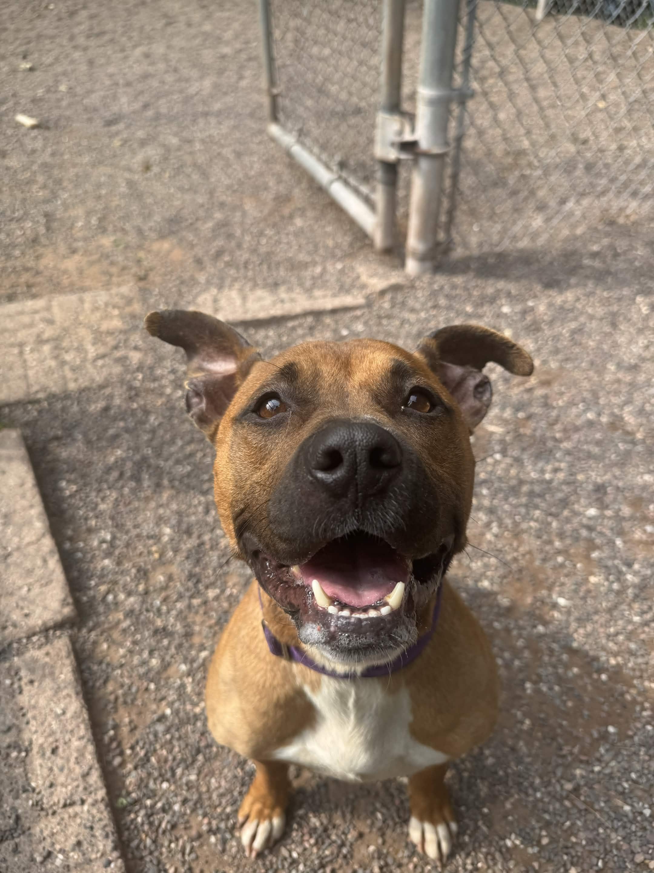Brielle, a ADOPTABLE mixed breed in Houghton, MI image 4/4