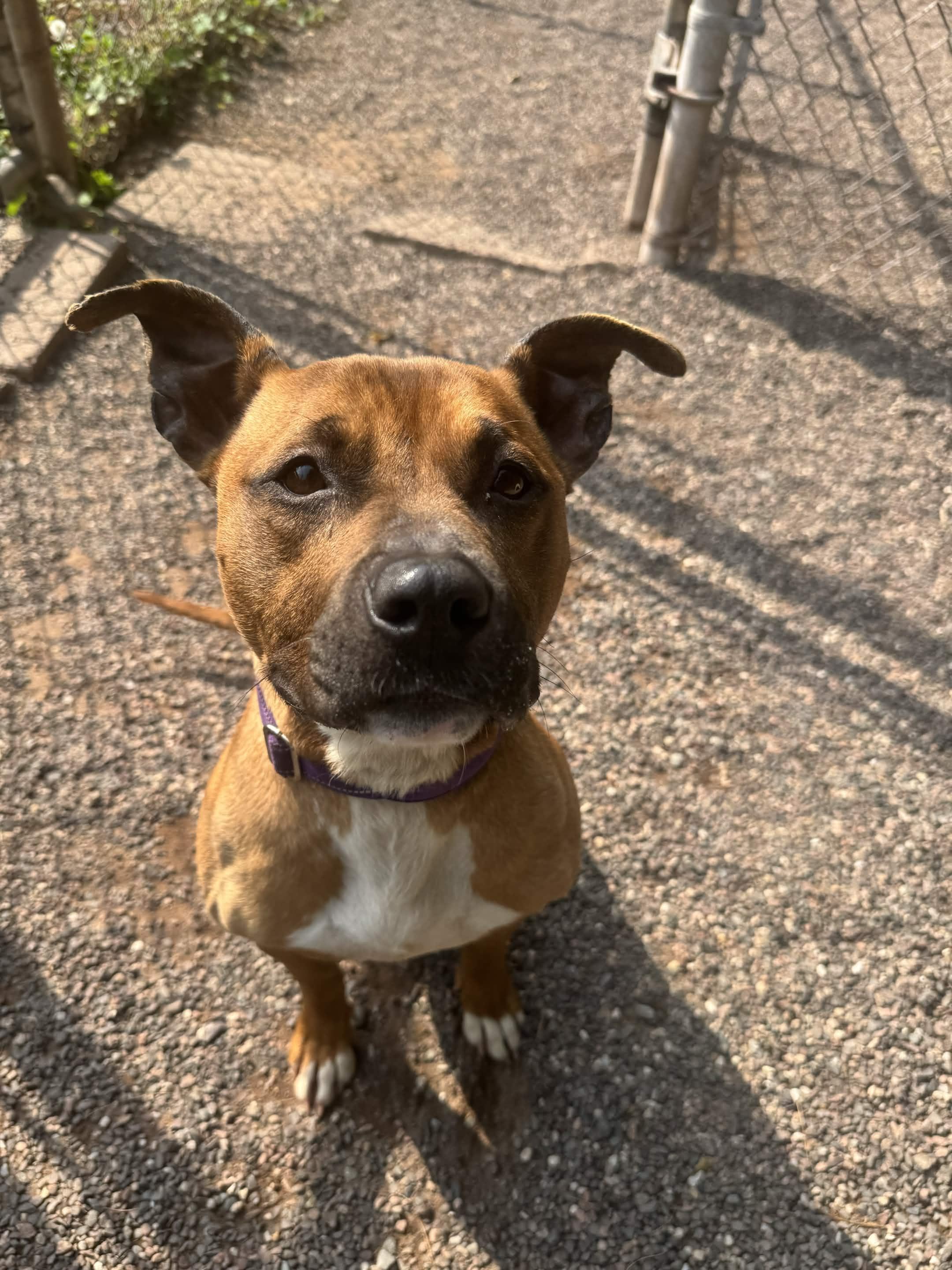 Brielle, a ADOPTABLE mixed breed in Houghton, MI image 2/4