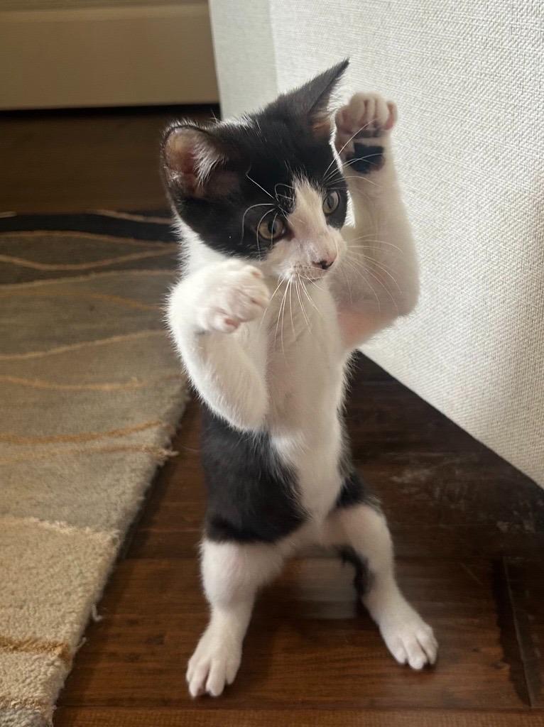 Enlarge Gizmo, an adopted mixed breed in Tyler, TX image 1/6