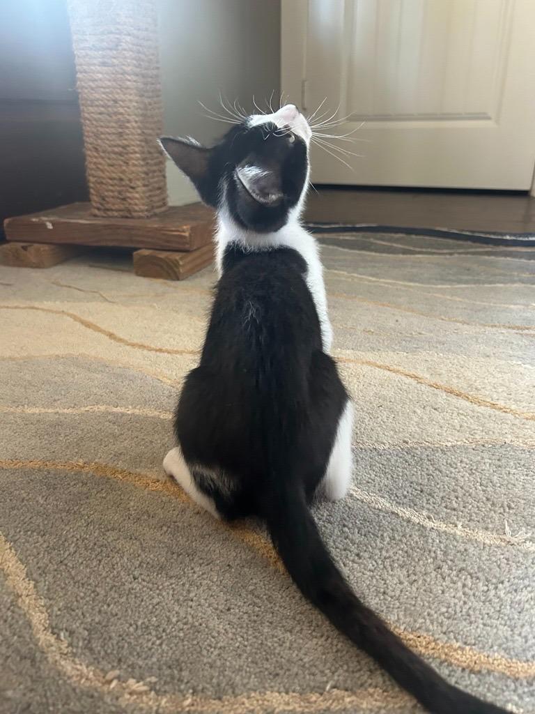 Enlarge Gizmo, an adopted mixed breed in Tyler, TX image 2/6