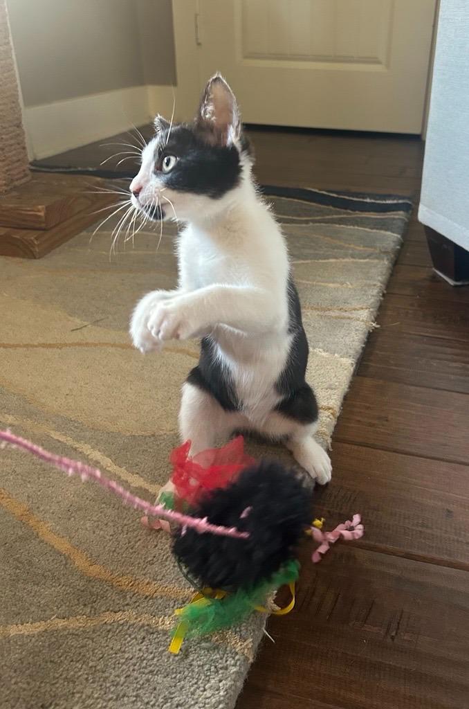 Enlarge Gizmo, an adopted mixed breed in Tyler, TX image 3/6