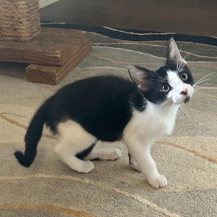 Enlarge Gizmo, an adopted mixed breed in Tyler, TX image 4/6