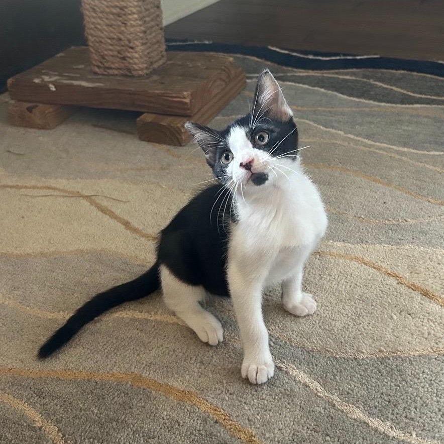 Enlarge Gizmo, an adopted mixed breed in Tyler, TX image 5/6