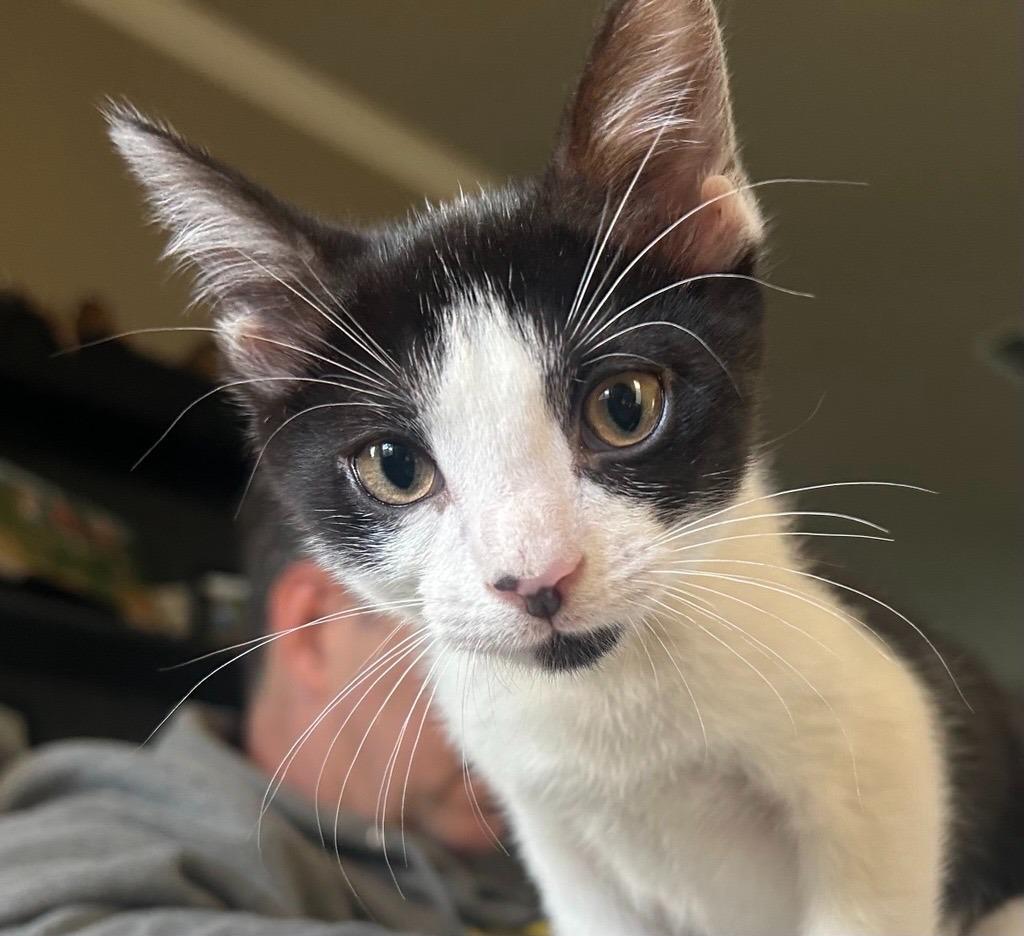 Enlarge Gizmo, an adopted mixed breed in Tyler, TX image 6/6