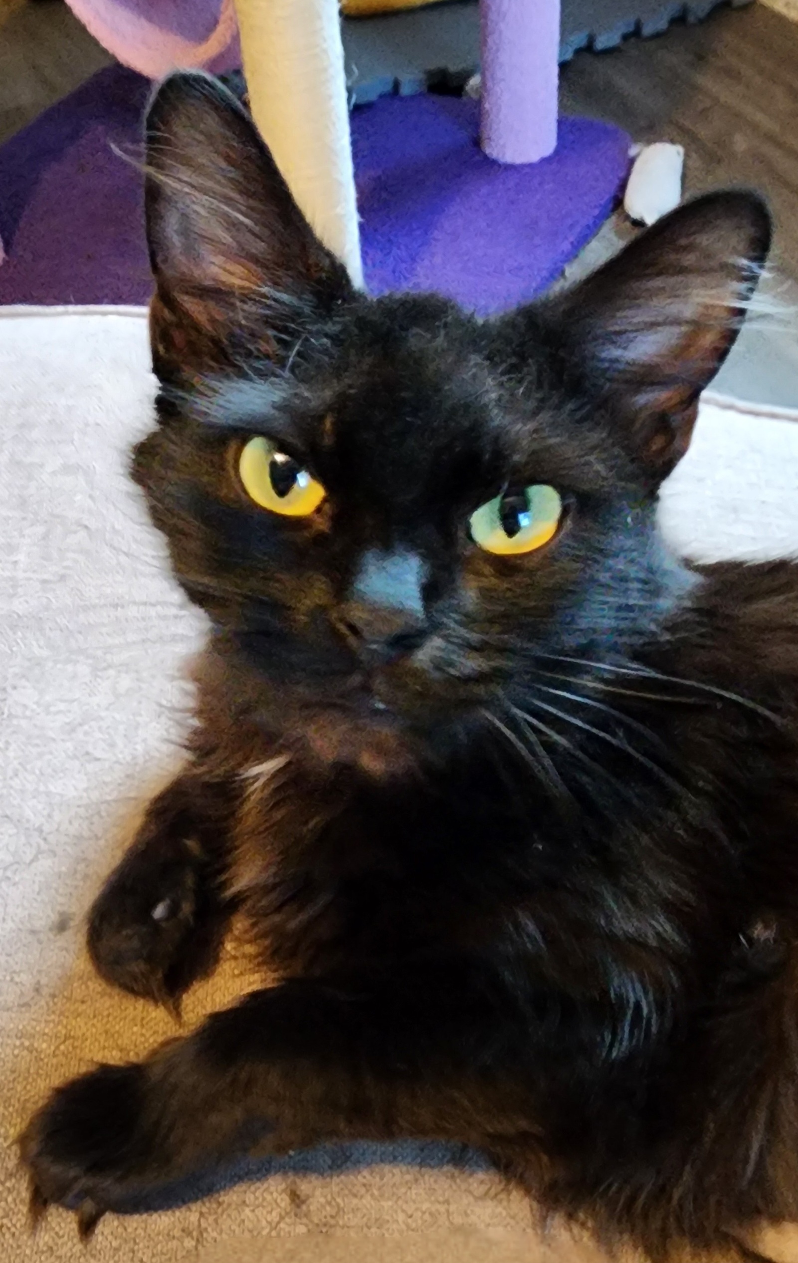 Bella