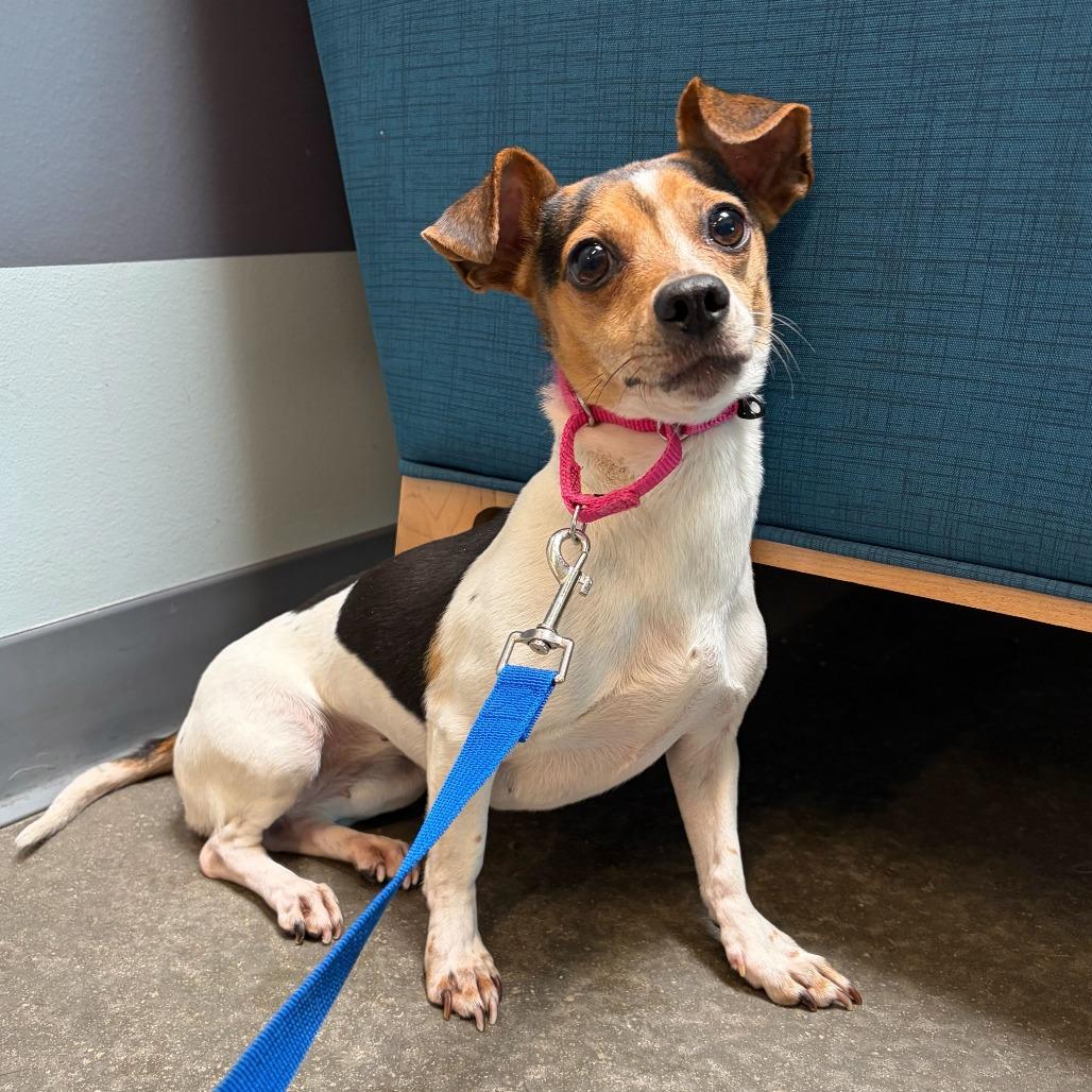 Penny, a Adoptable mixed breed in Matteson, IL image 1/2