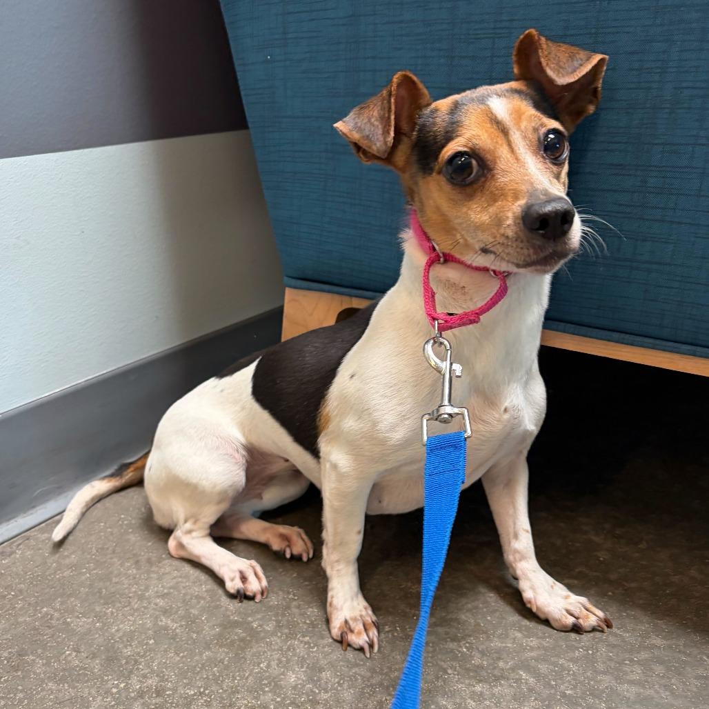 Penny, a Adoptable mixed breed in Matteson, IL image 2/2