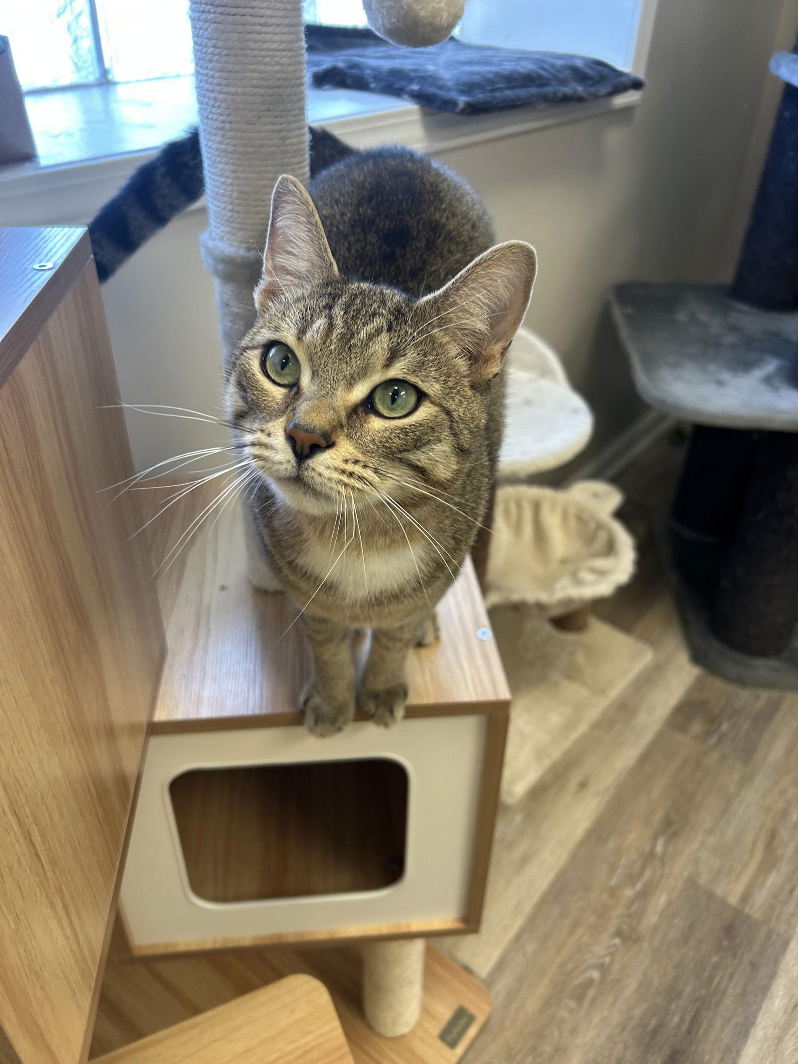 Enlarge Lynx, a Adoptable Domestic Medium Hair in Columbus, OH image 1/3