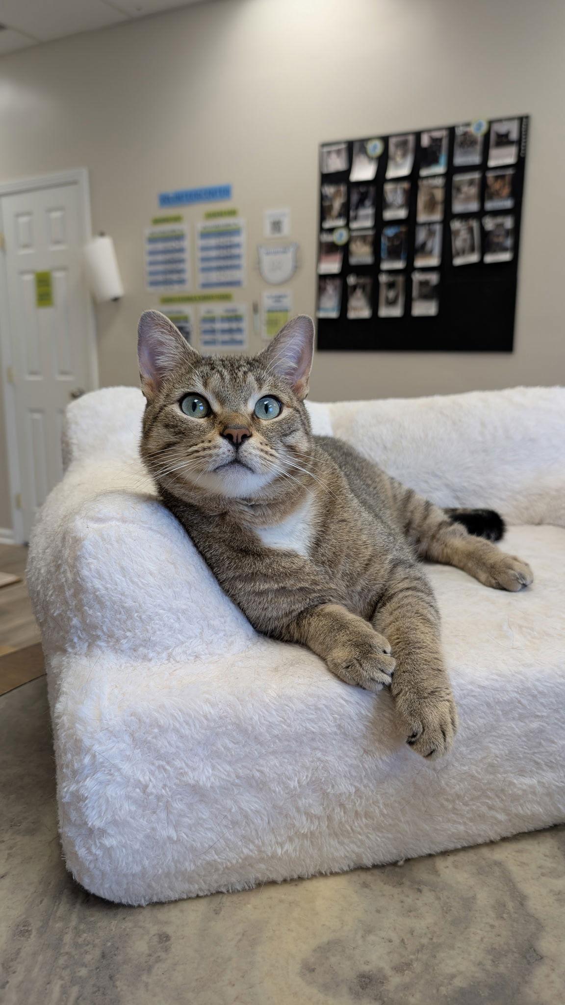 Enlarge Lynx, a Adoptable Domestic Medium Hair in Columbus, OH image 2/3