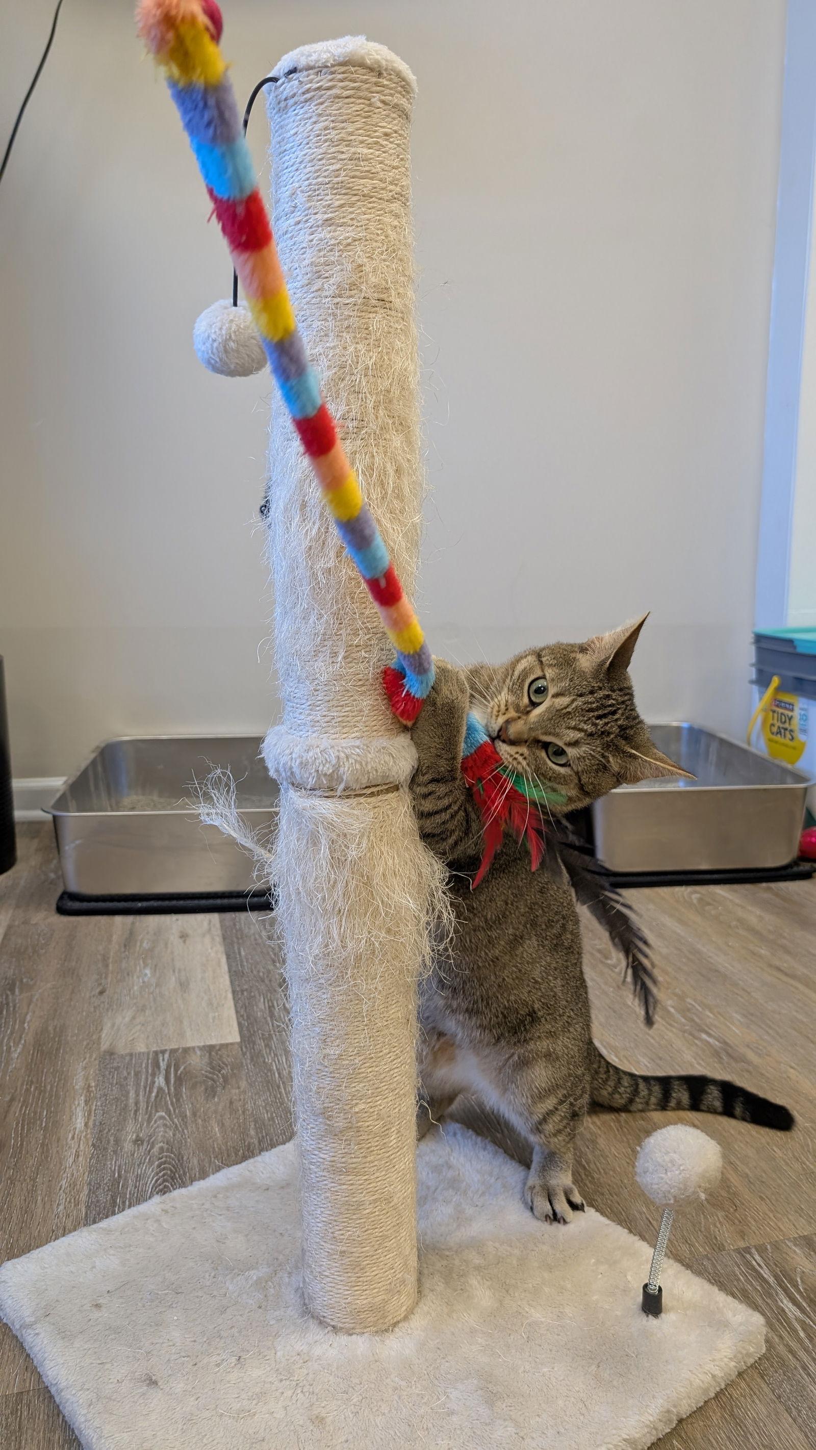 Enlarge Lynx, a Adoptable Domestic Medium Hair in Columbus, OH image 3/3