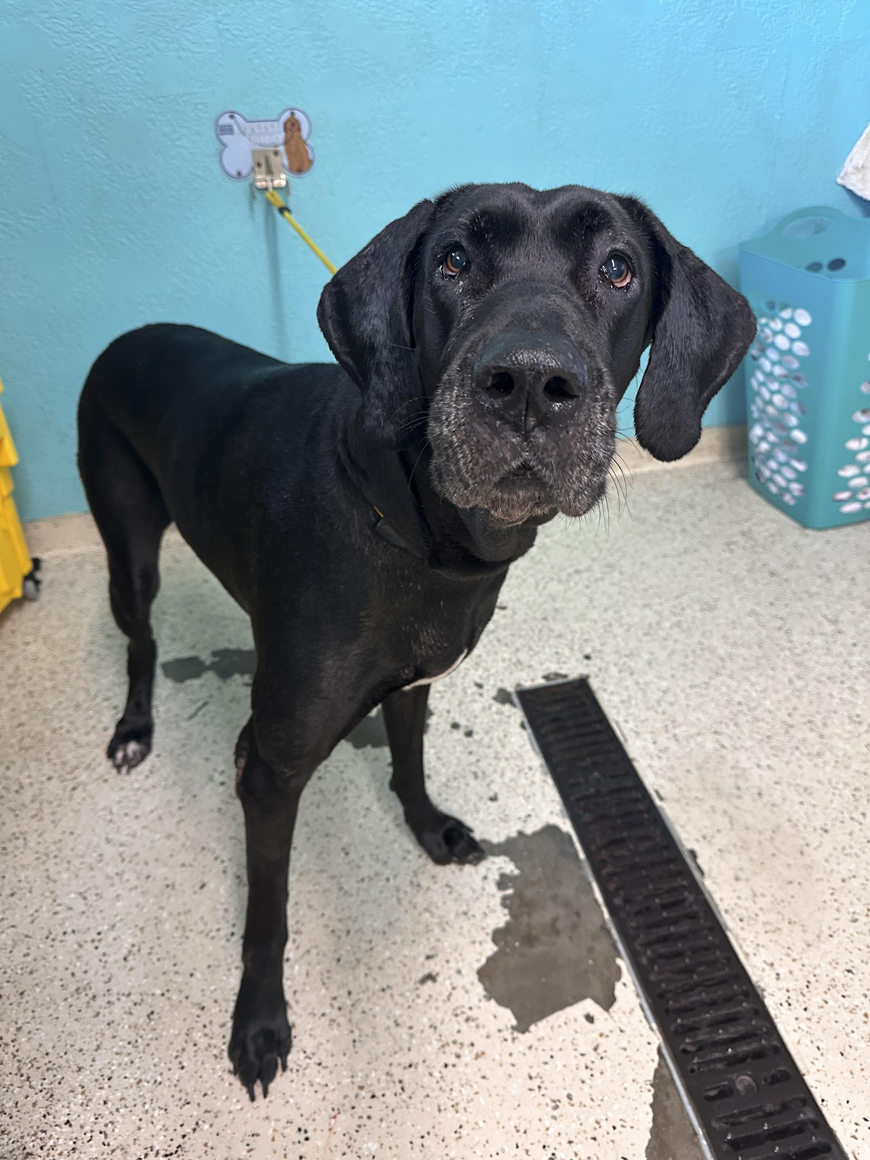 Momma aka Kona, a ADOPTABLE Great Dane in Houston, TX image 1/3