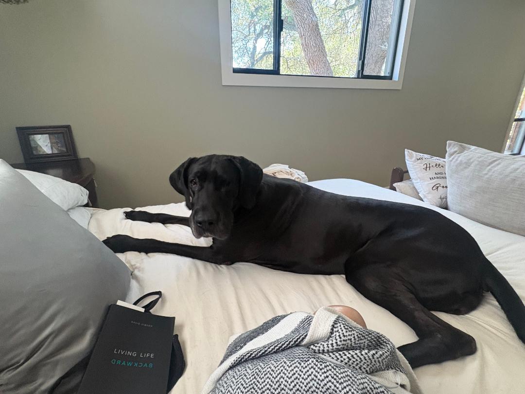 Momma aka Kona, a ADOPTABLE Great Dane in Houston, TX image 2/3