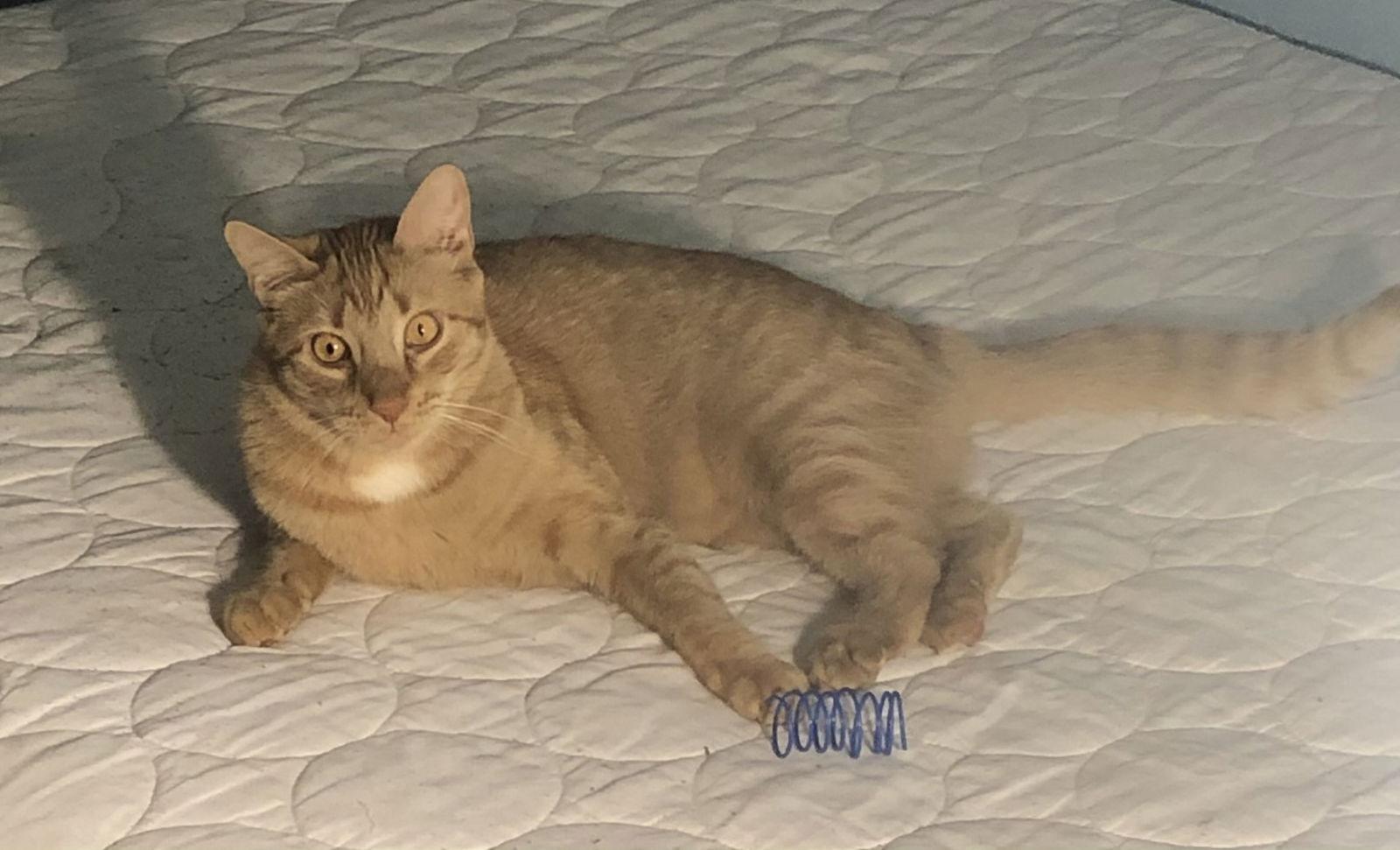 Enlarge Pumpkin Shark, a Adoptable Tabby in Brooklyn, NY image 1/3