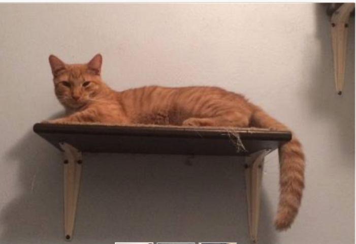 Enlarge Pumpkin Shark, a Adoptable Tabby in Brooklyn, NY image 2/3