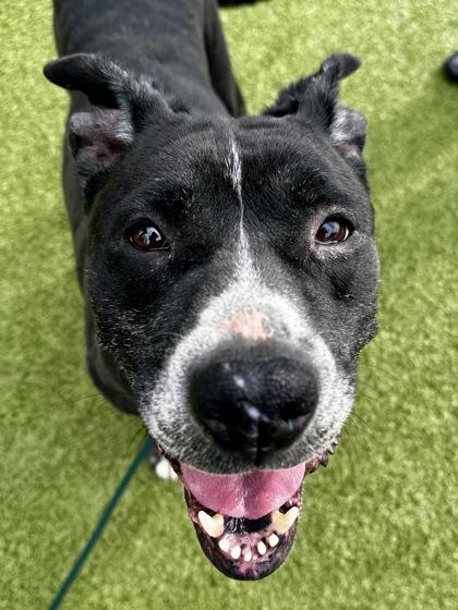 Little Mamas, a Adoptable mixed breed in Wichita, KS image 3/3