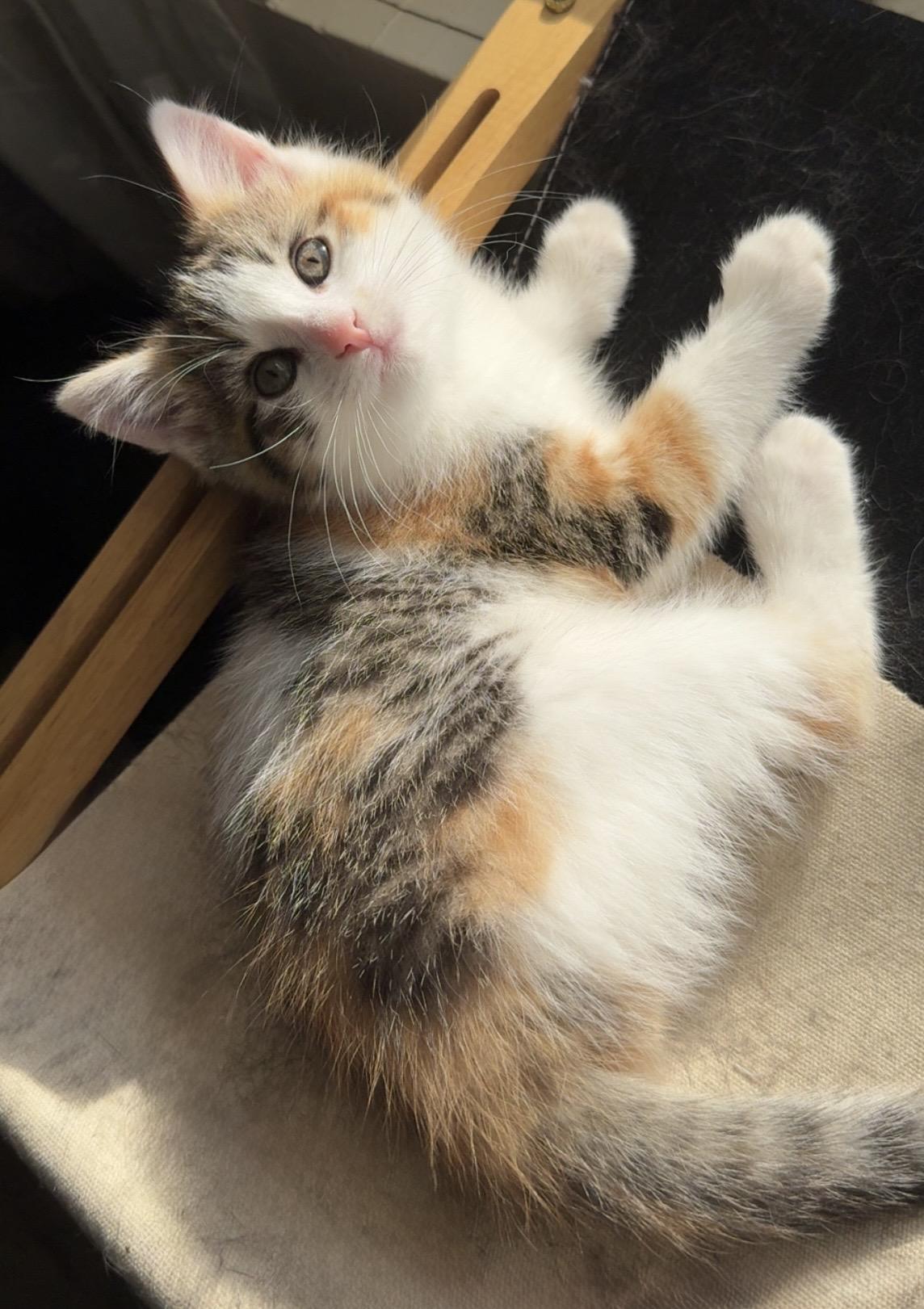 Flora, an adopted Domestic Short Hair in Mason City, IA image 2/3