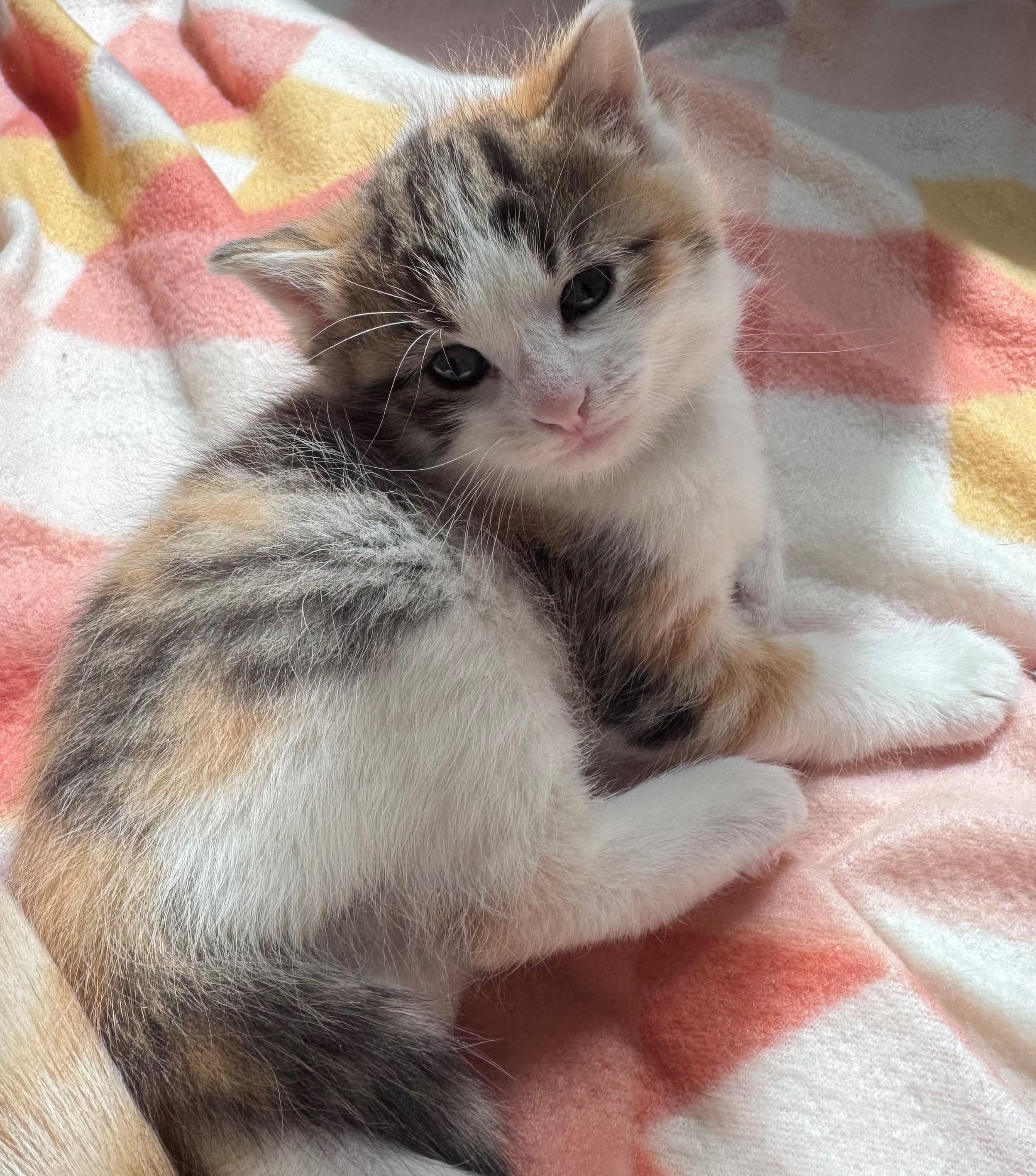 Flora, an adopted Domestic Short Hair in Mason City, IA image 3/3
