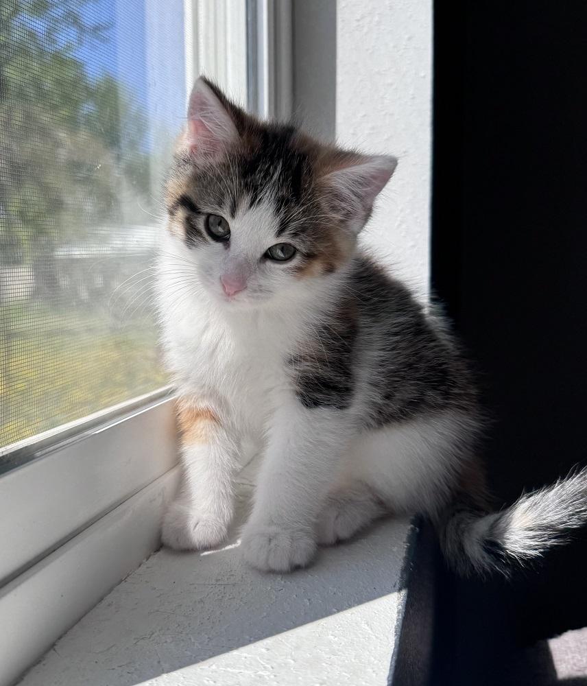 Flora, an adopted Domestic Short Hair in Mason City, IA image 1/3