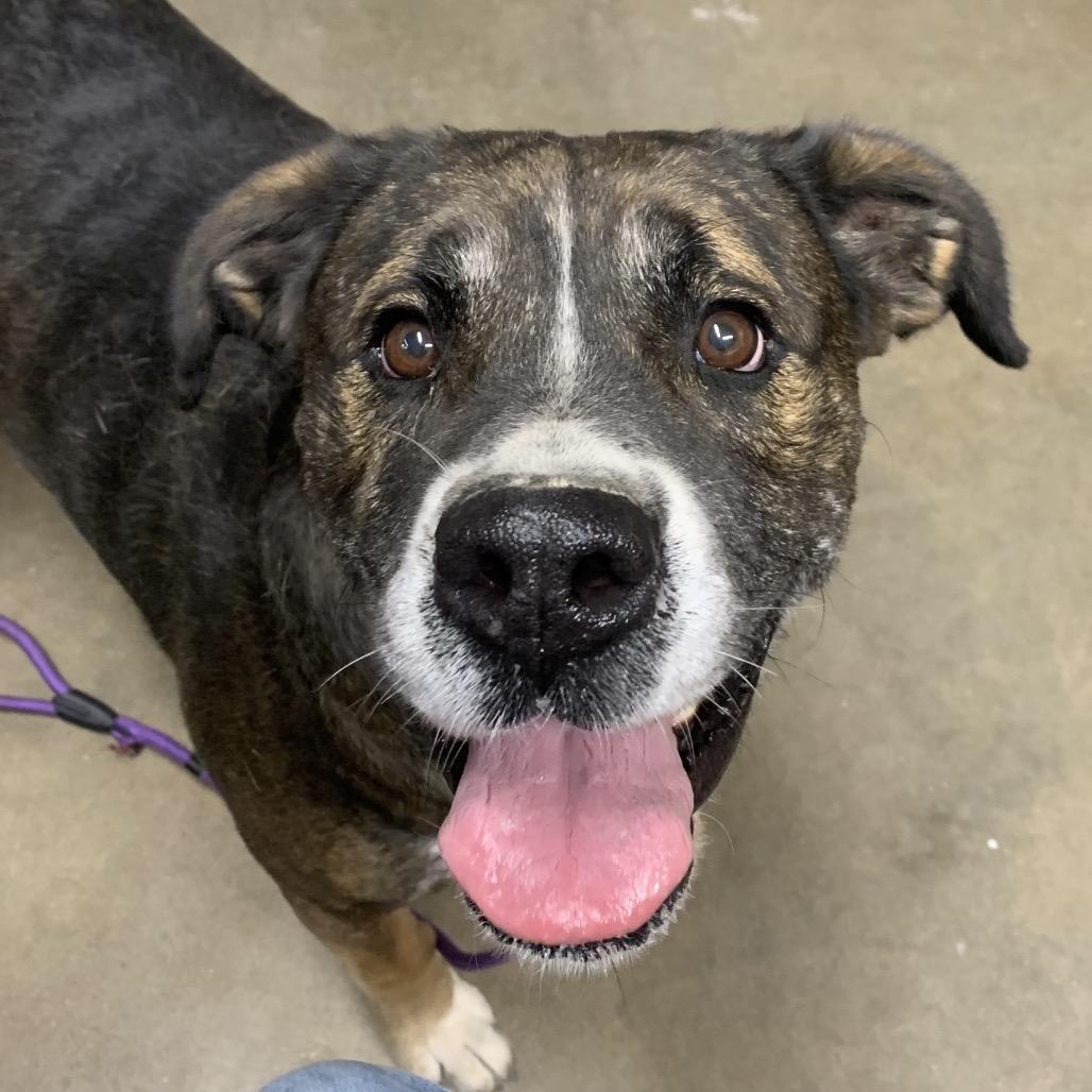 June "Harley", Adoptable, Senior Female Boxer.