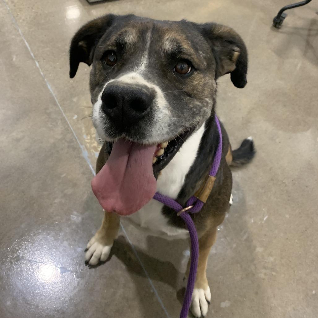 June "Harley", a Adoptable Boxer in Washburn, MO image 2/2