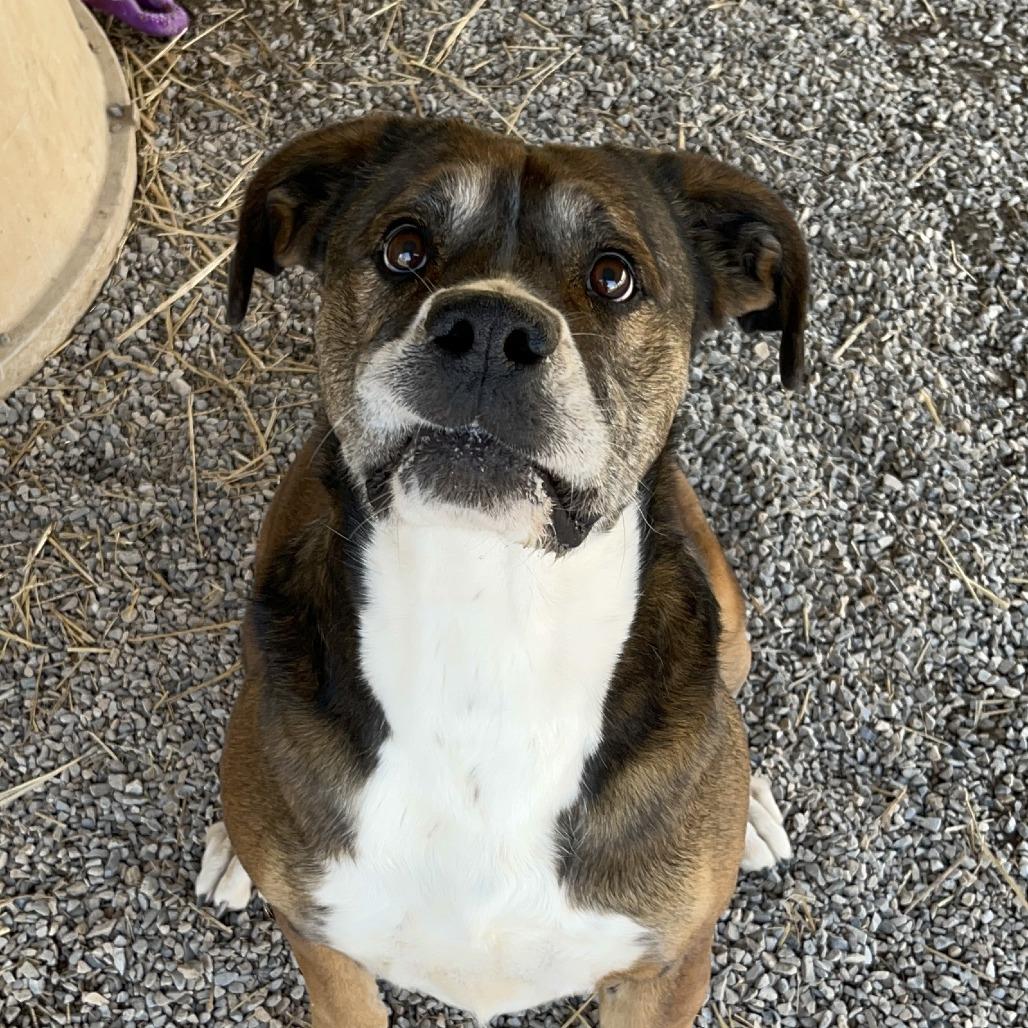 Enlarge June "Harley", a Adoptable Boxer in Washburn, MO image 3/3