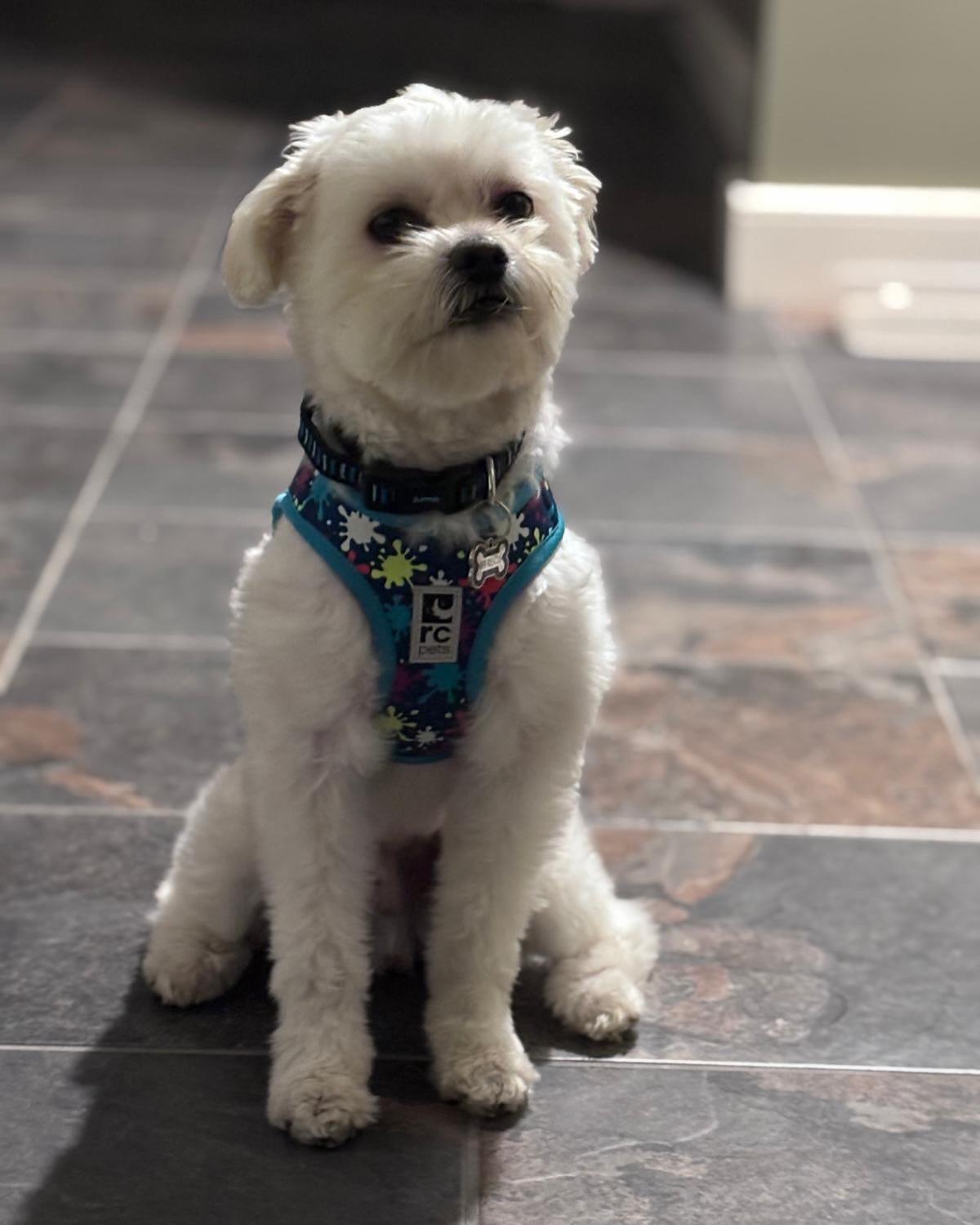 Enlarge SAWYER, an adopted mixed breed in Coquitlam, BC image 2/6