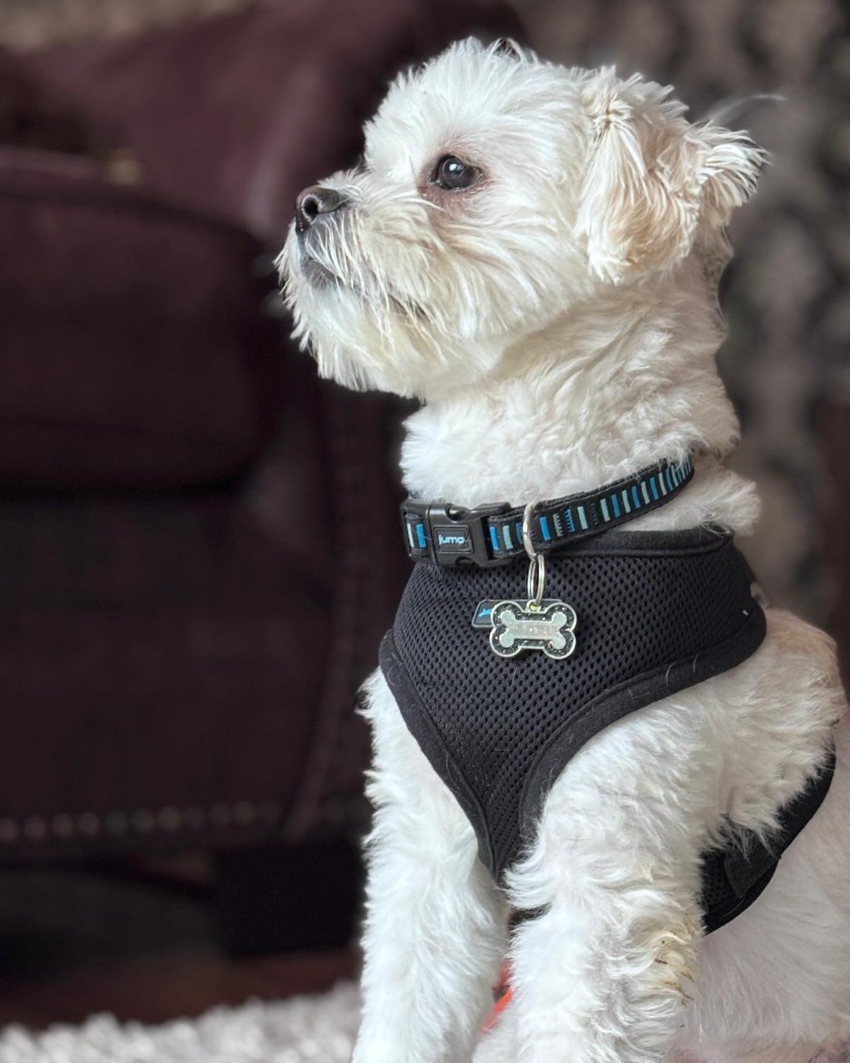 Enlarge SAWYER, an adopted mixed breed in Coquitlam, BC image 6/6