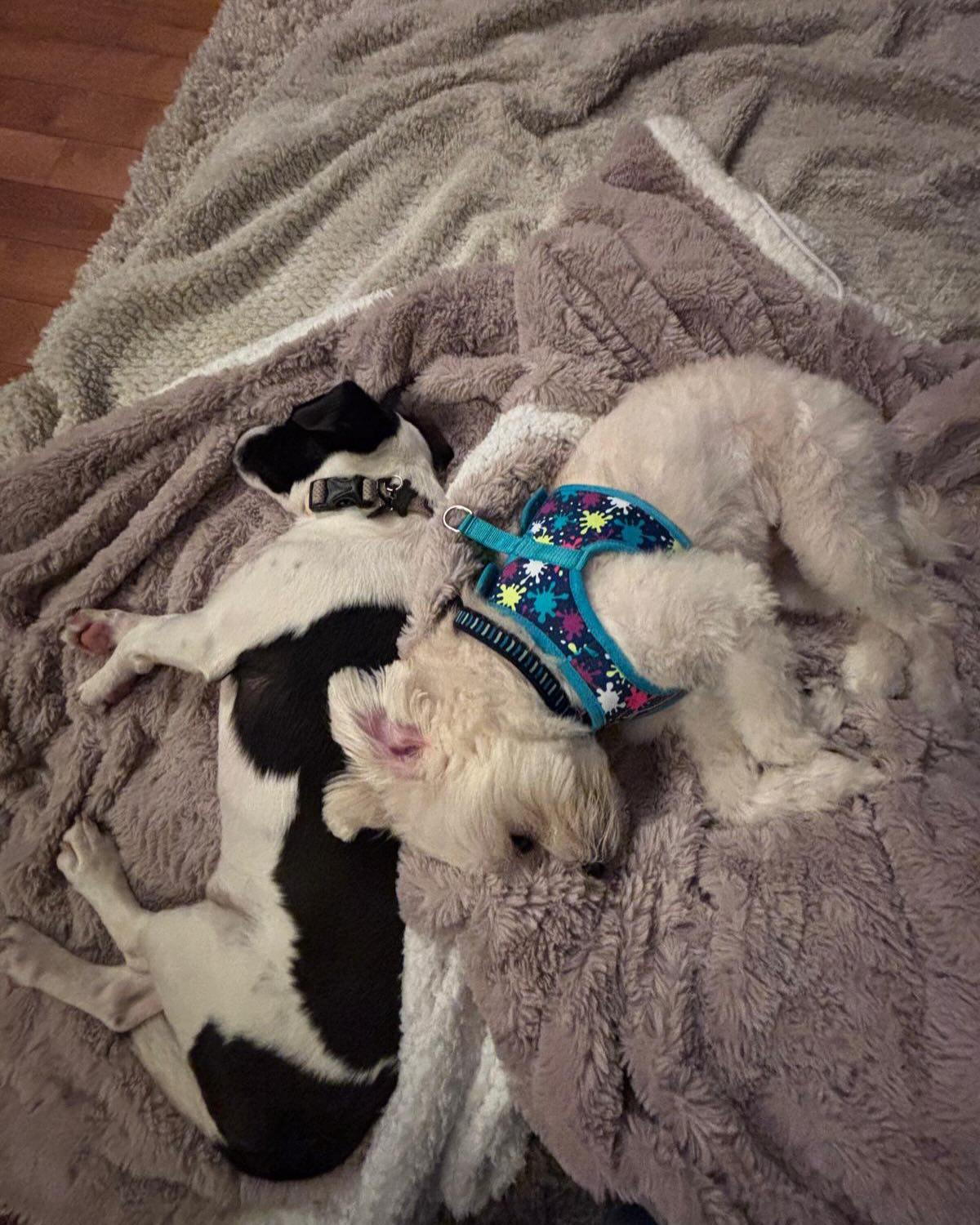 Enlarge SAWYER, an adopted mixed breed in Coquitlam, BC image 5/6