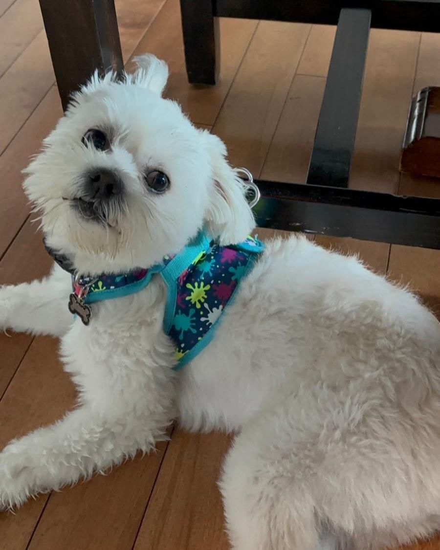 Enlarge SAWYER, an adopted mixed breed in Coquitlam, BC image 4/6