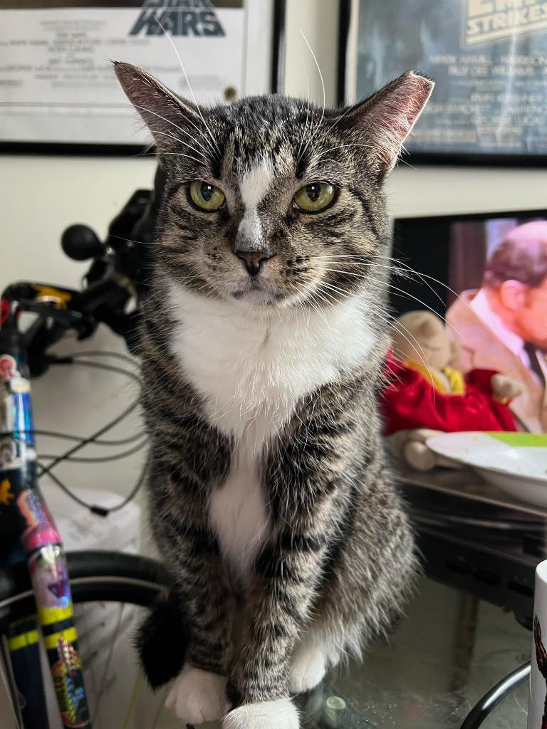 Sinead, Adoptable, Adult Female Domestic Short Hair.