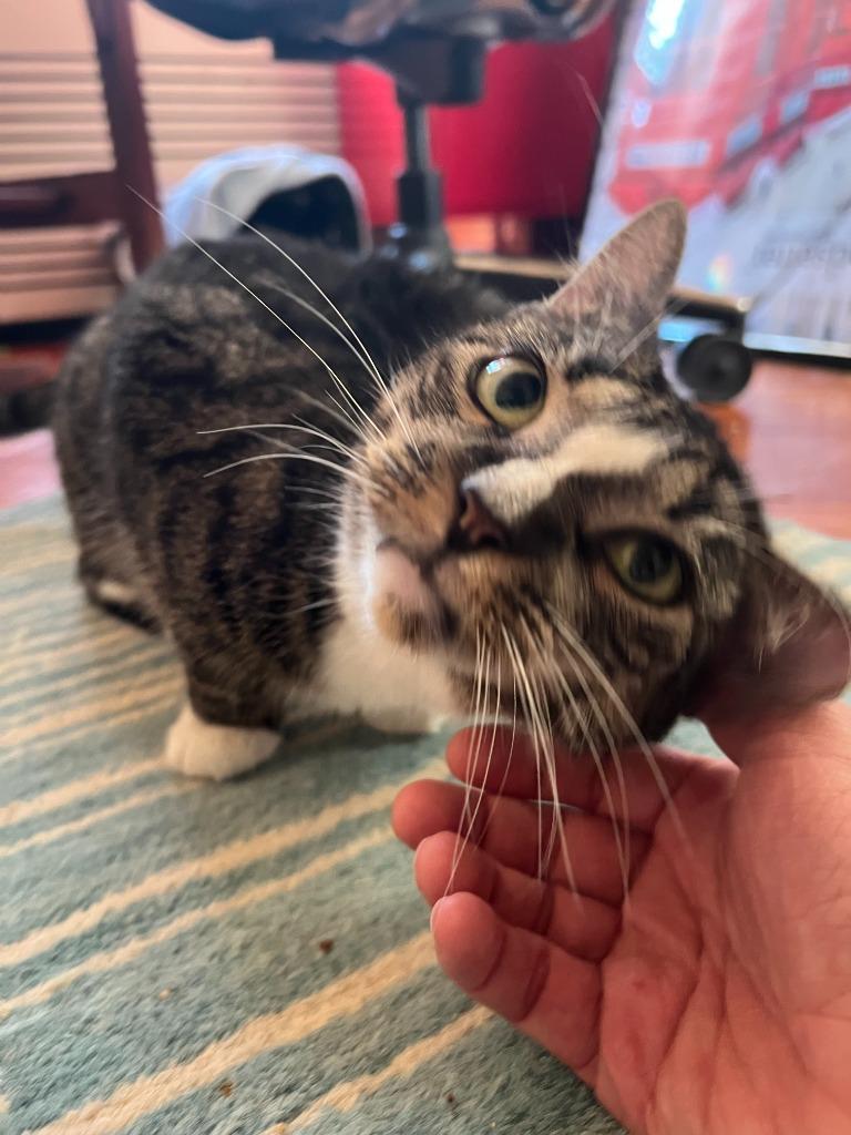 Sinead, a Adoptable mixed breed in New York, NY image 2/6