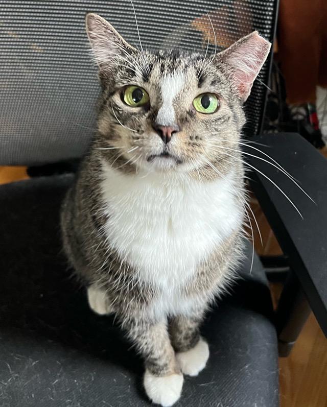 Sinead, a Adoptable mixed breed in New York, NY image 3/6