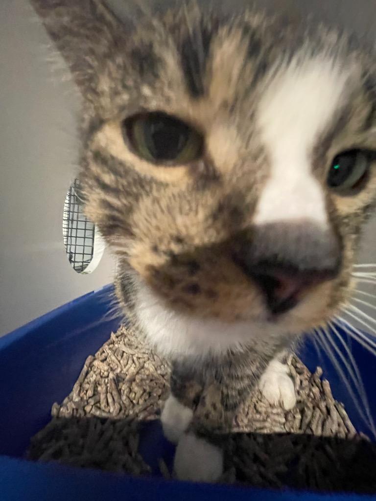 Sinead, a Adoptable mixed breed in New York, NY image 5/6