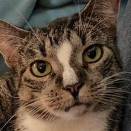 Sinead, a Adoptable mixed breed in New York, NY image 6/6