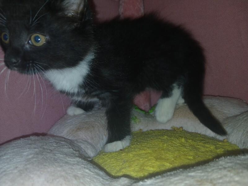 Enlarge Goldfinger, a Adoptable Tuxedo in Partlow, VA image 1/6