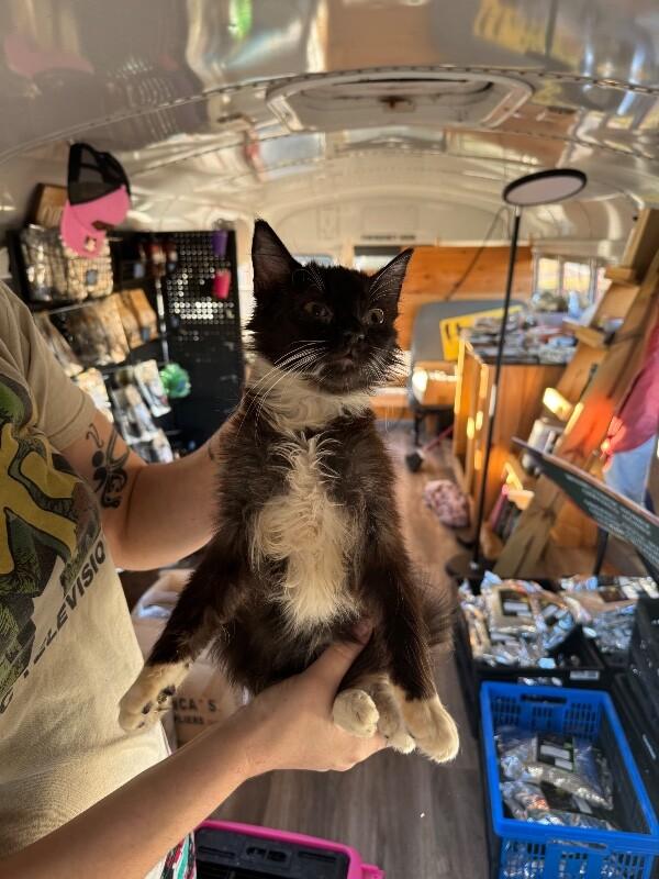 Goldfinger, Adoptable, Young Male Tuxedo.