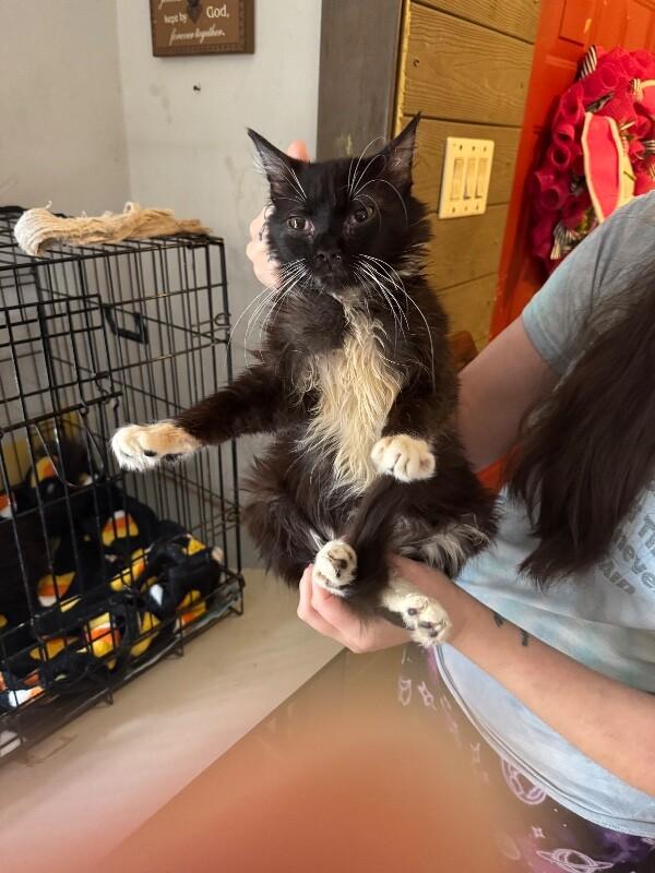 Enlarge Goldfinger, a Adoptable Tuxedo in Partlow, VA image 2/6