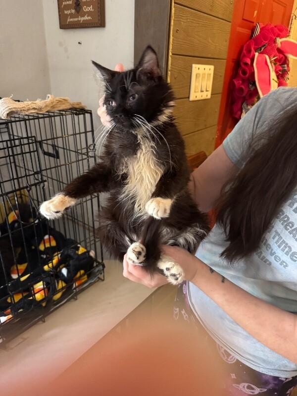 Enlarge Goldfinger, a Adoptable Tuxedo in Partlow, VA image 3/6